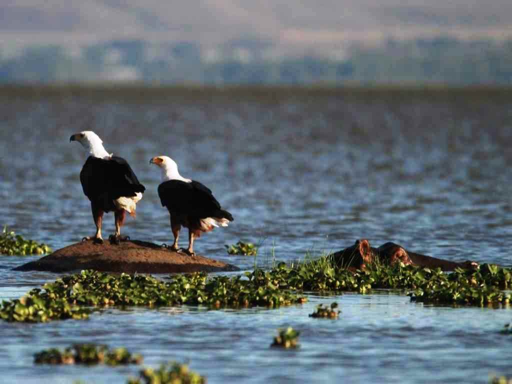 Lake Naivasha Londia House Lodge Lake Naivasha Londia House Lodge