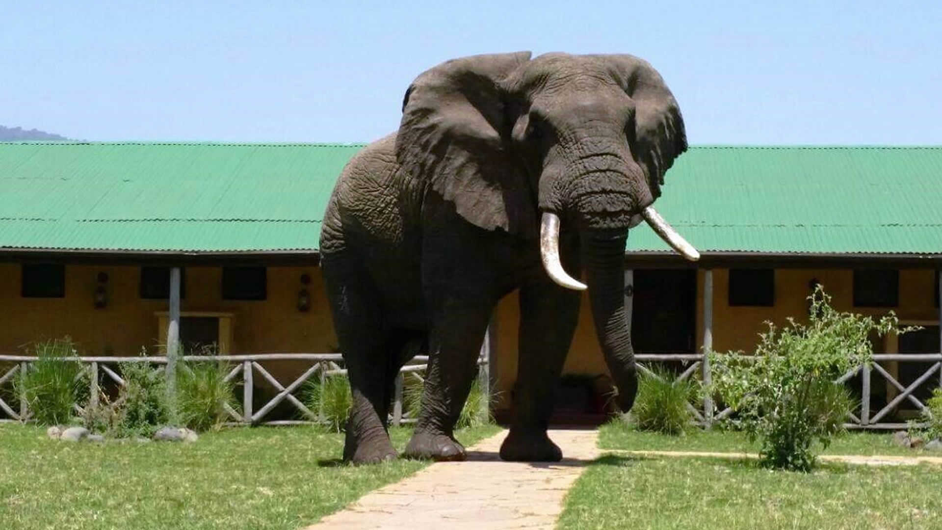 ngorongoro rhino lodge ngorongoro rhino lodge