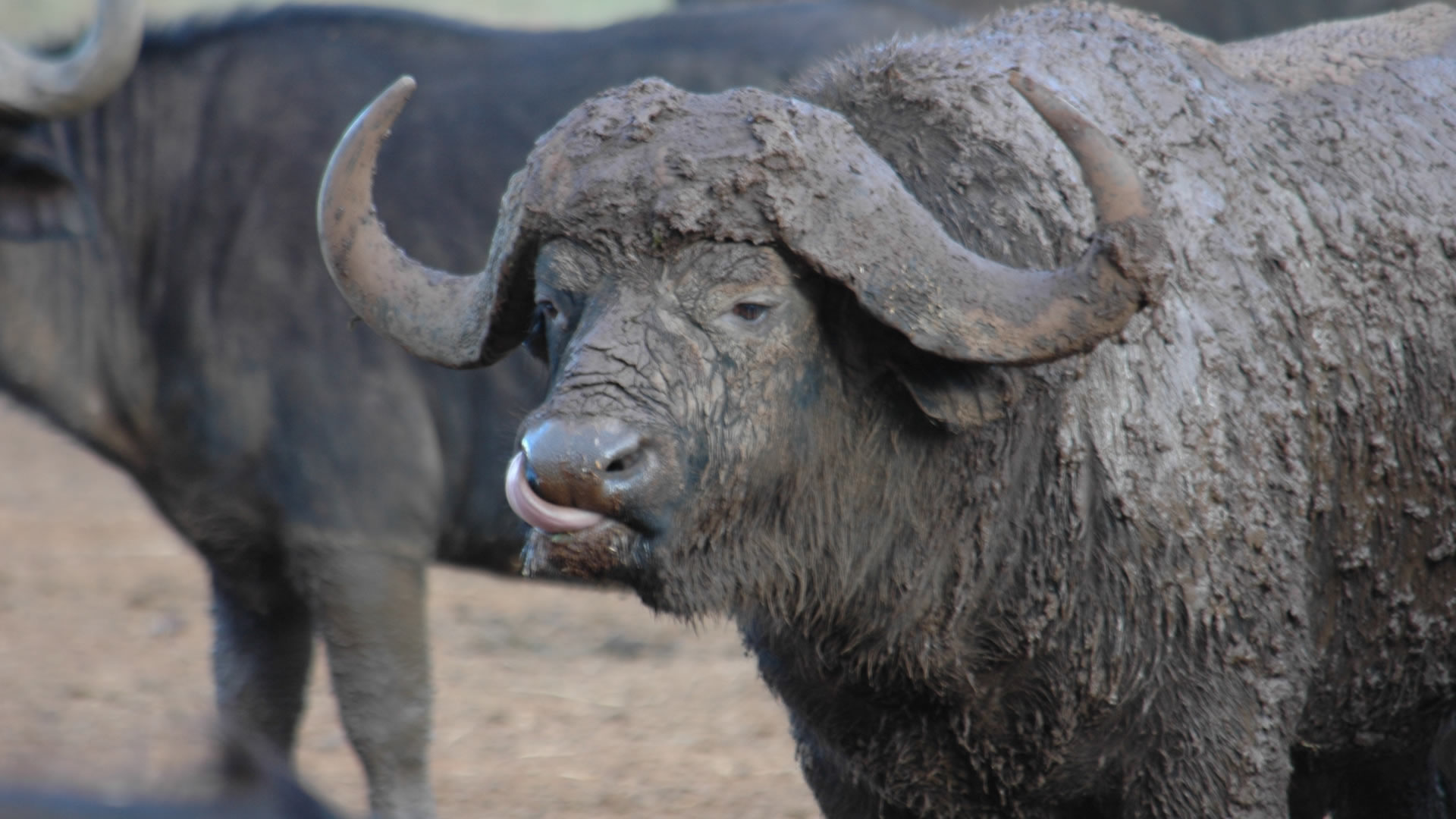 aberdare national park