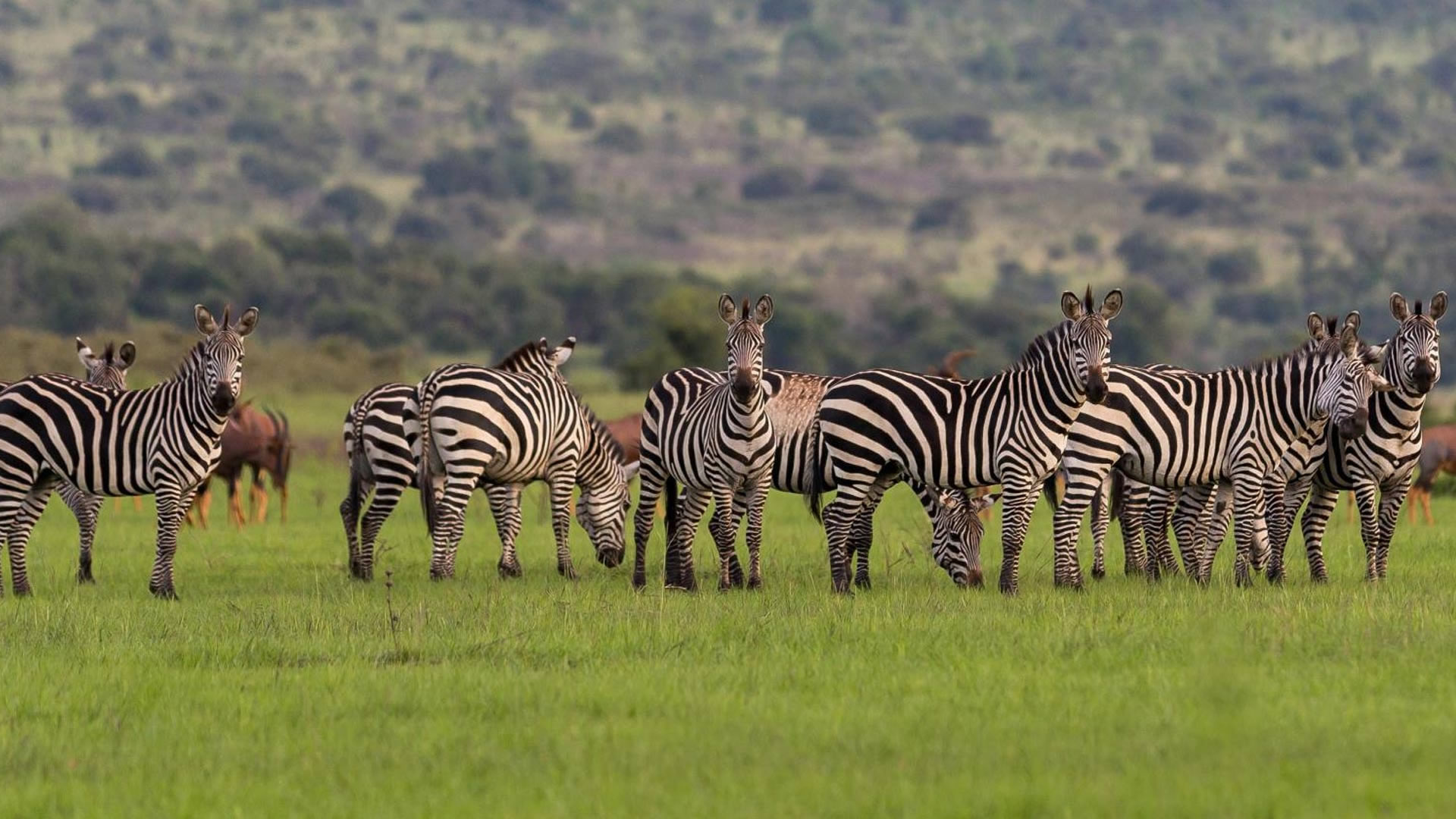 akagera national park akagera national park