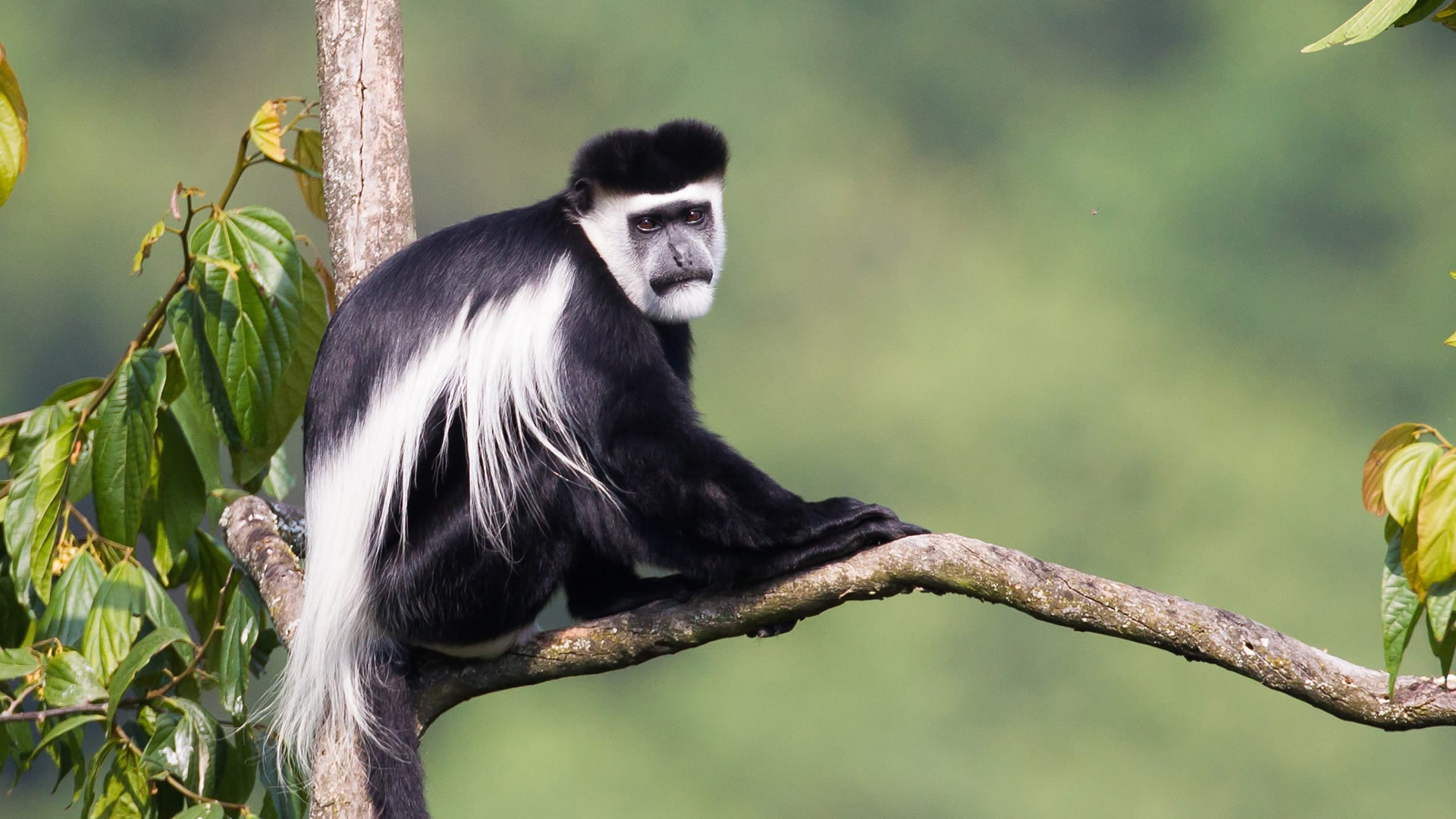 bwindi impenetrable forest