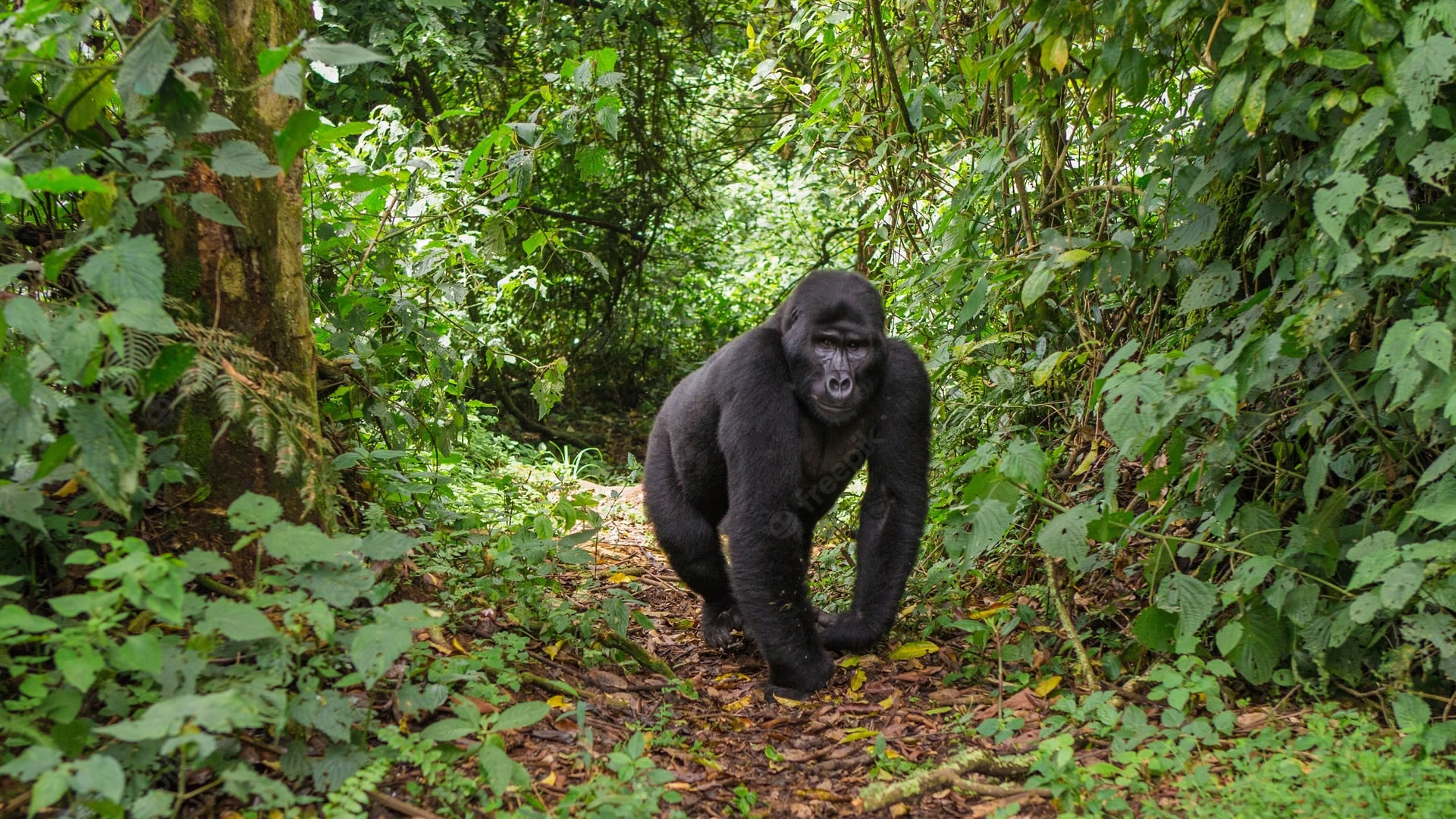 bwindi impenetrable forest