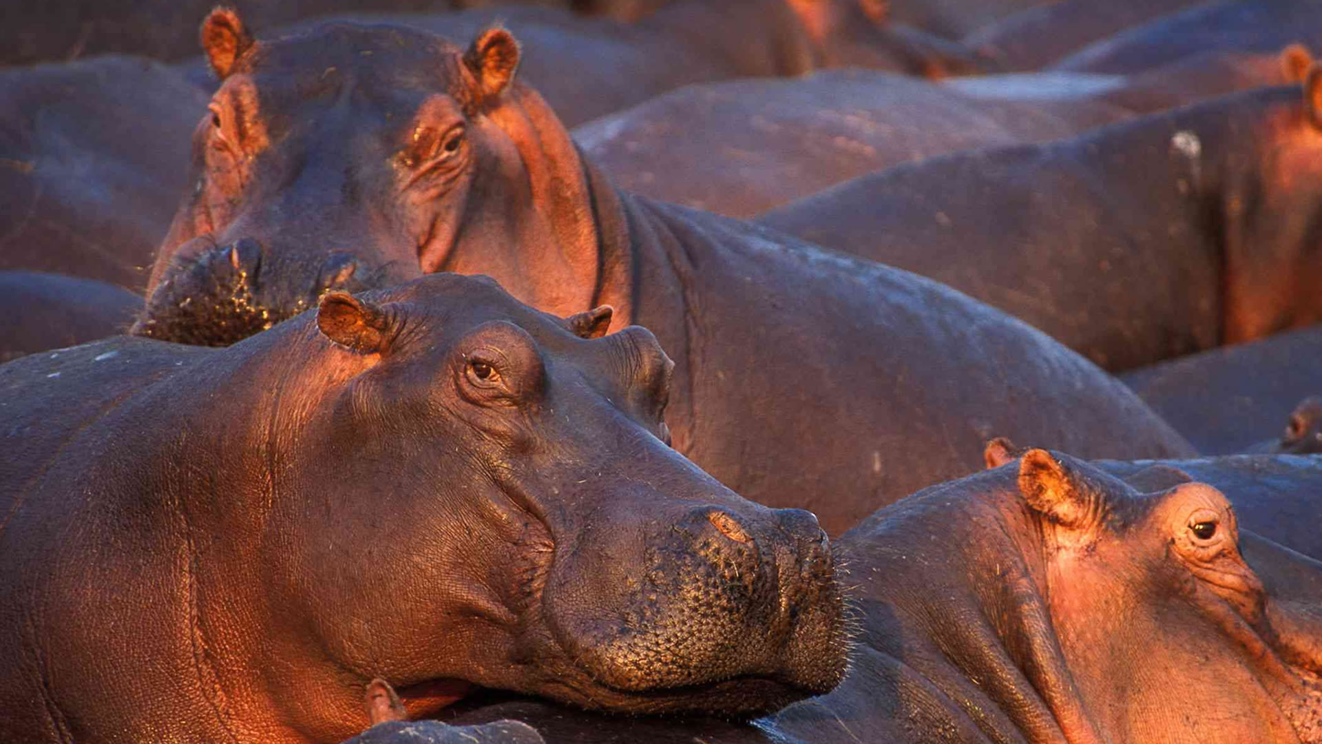 katavi national park katavi national park