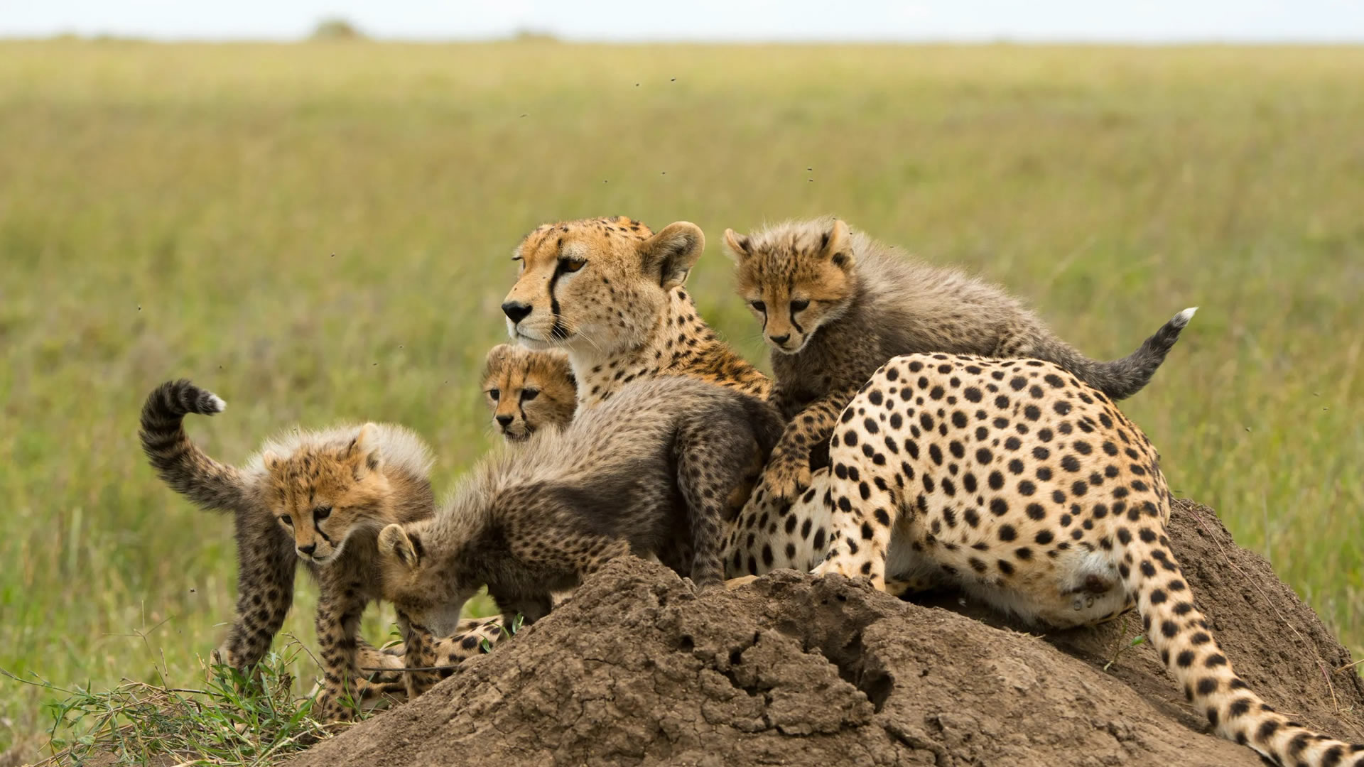 katavi national park katavi national park