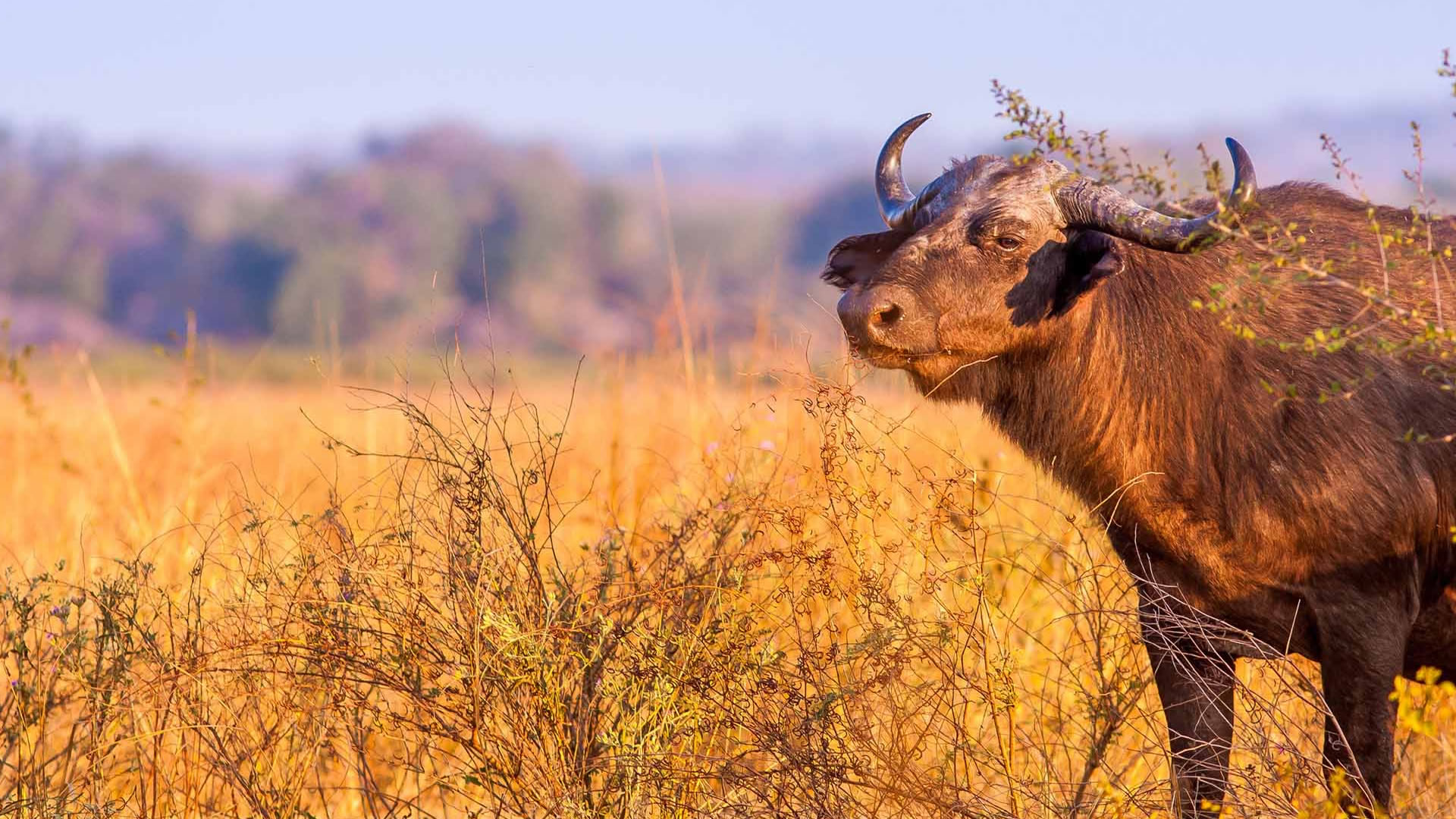 katavi national park katavi national park