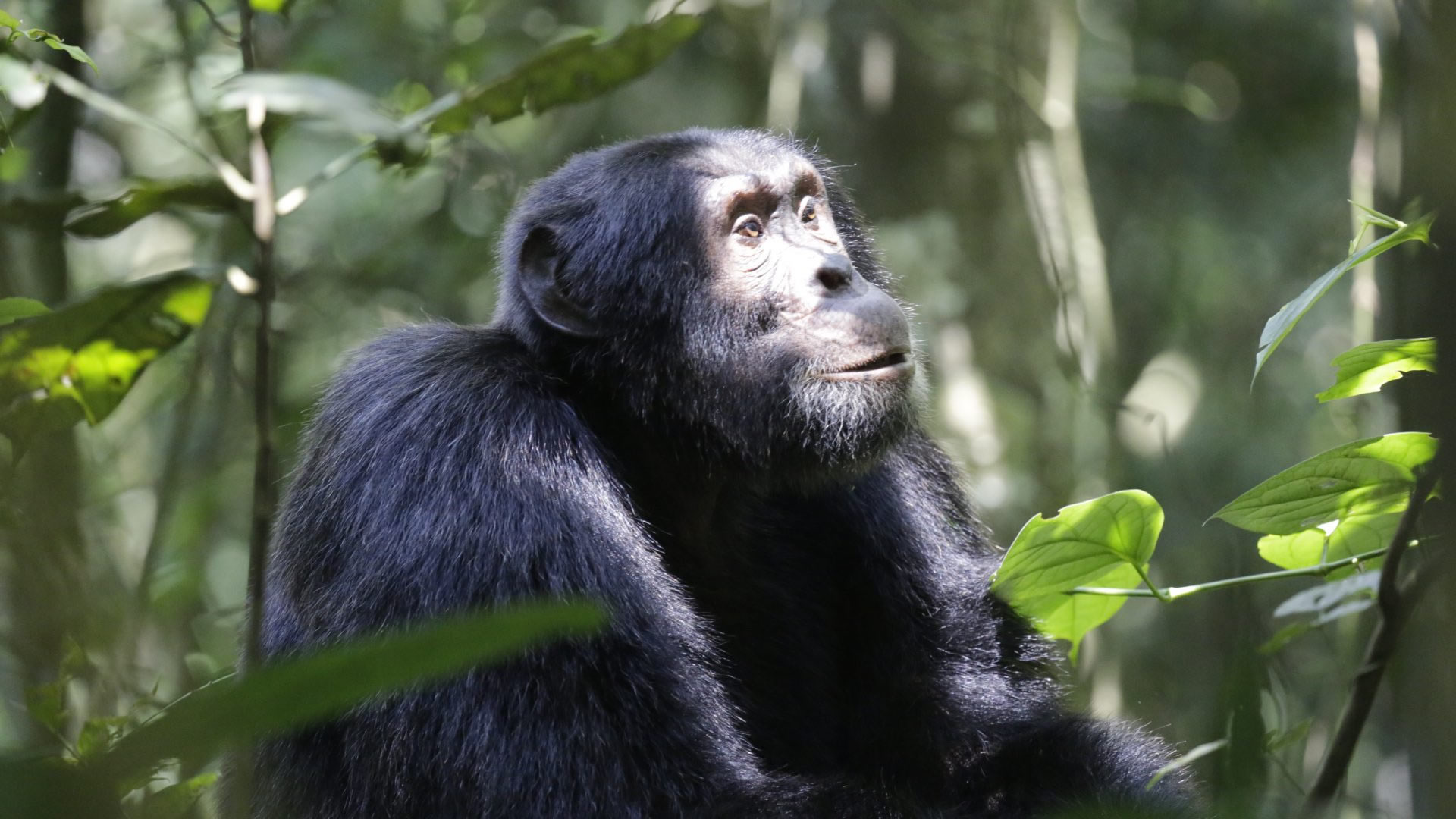 kibale forest national park