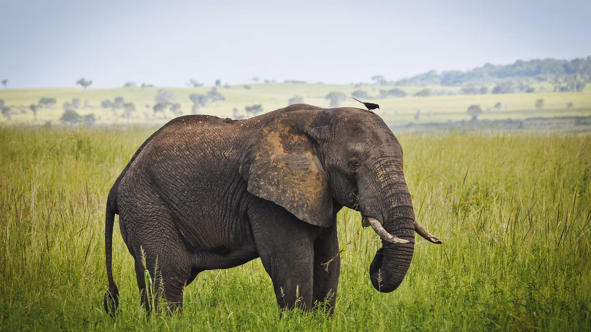 kidepo valley national park kidepo valley national park