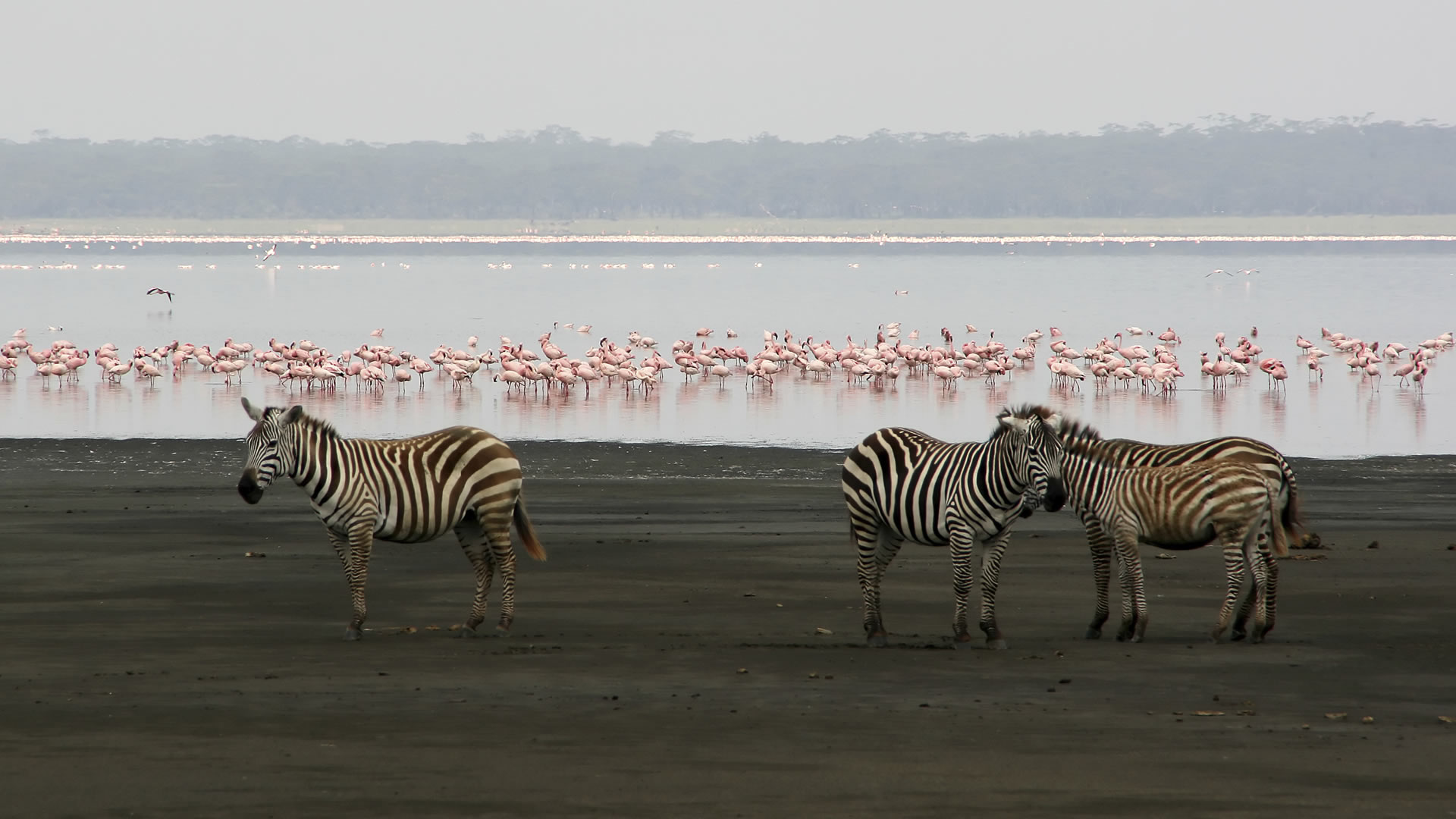 lake manyara national park lake manyara national park