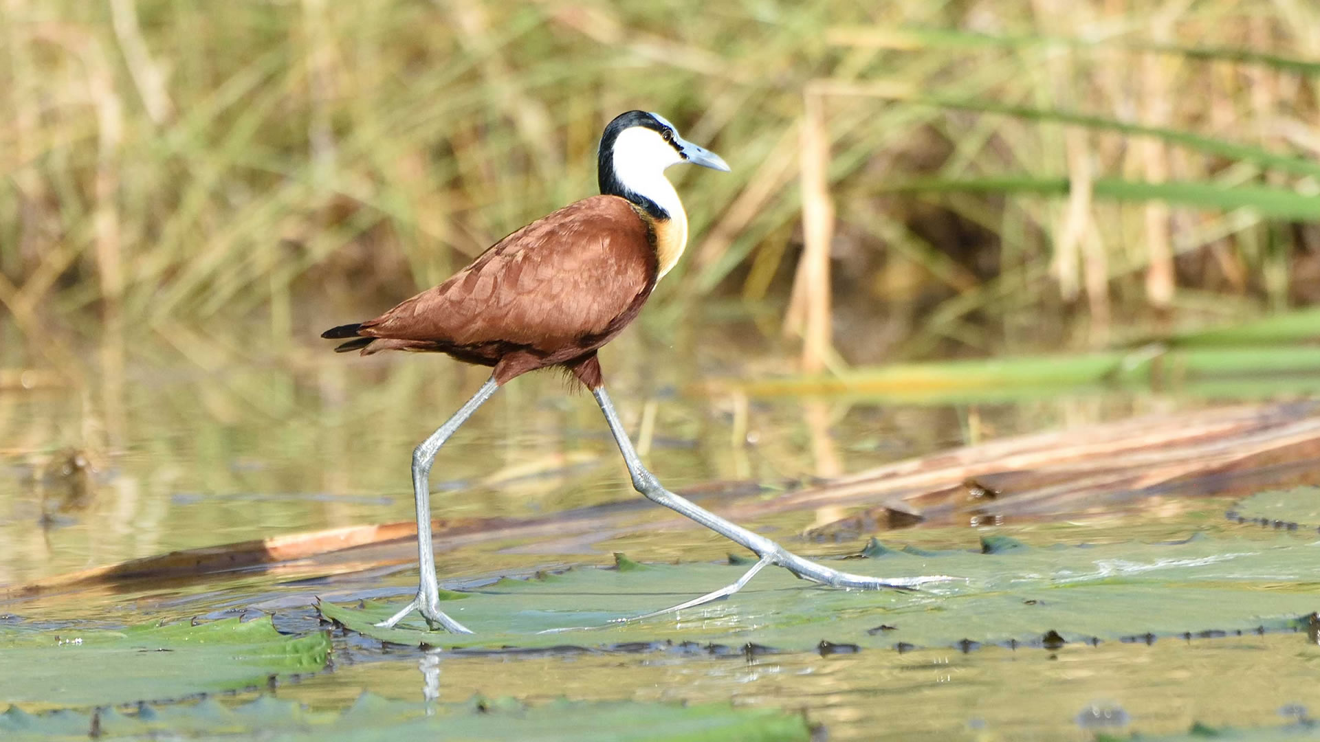 lake manyara national park lake manyara national park