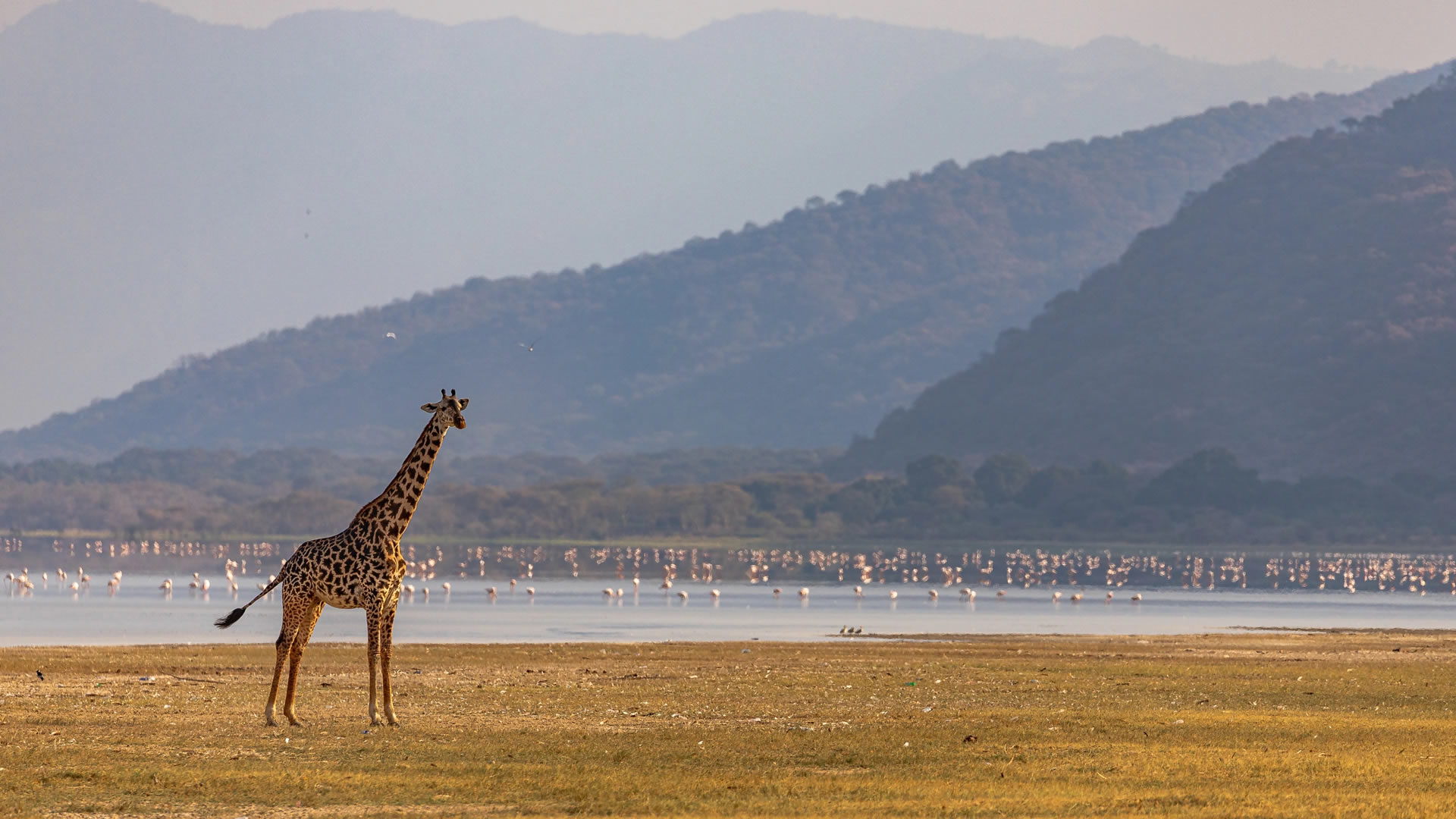 lake manyara national park lake manyara national park