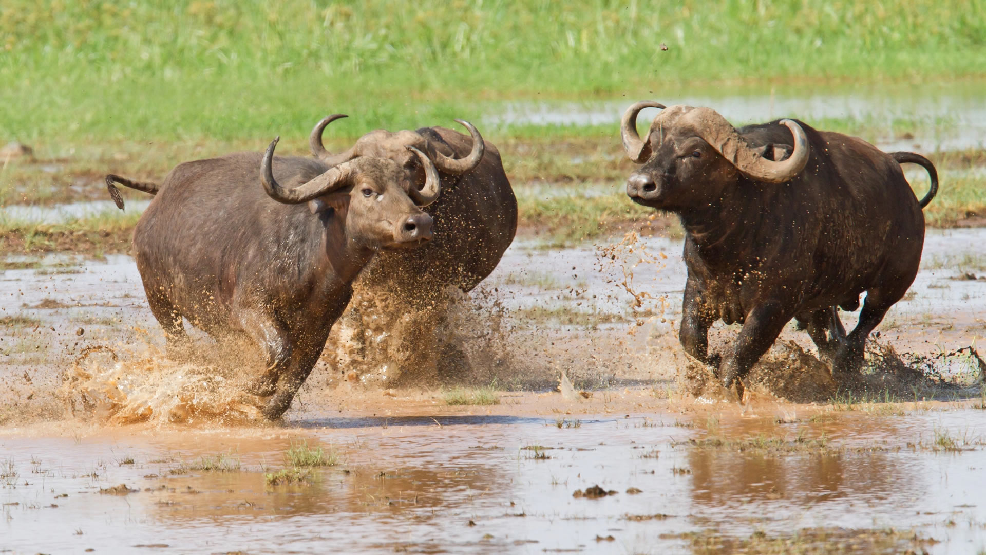 lake manyara national park lake manyara national park
