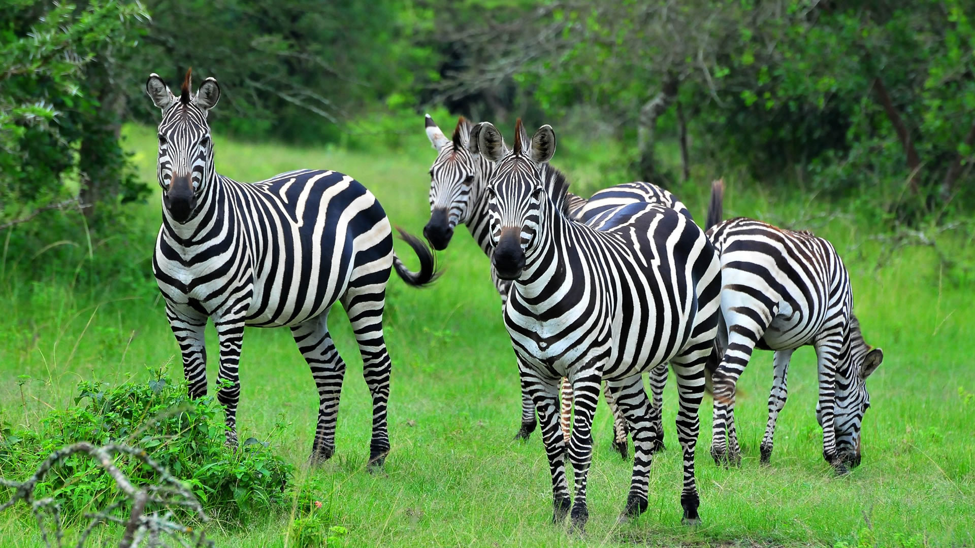 lake mburo national park