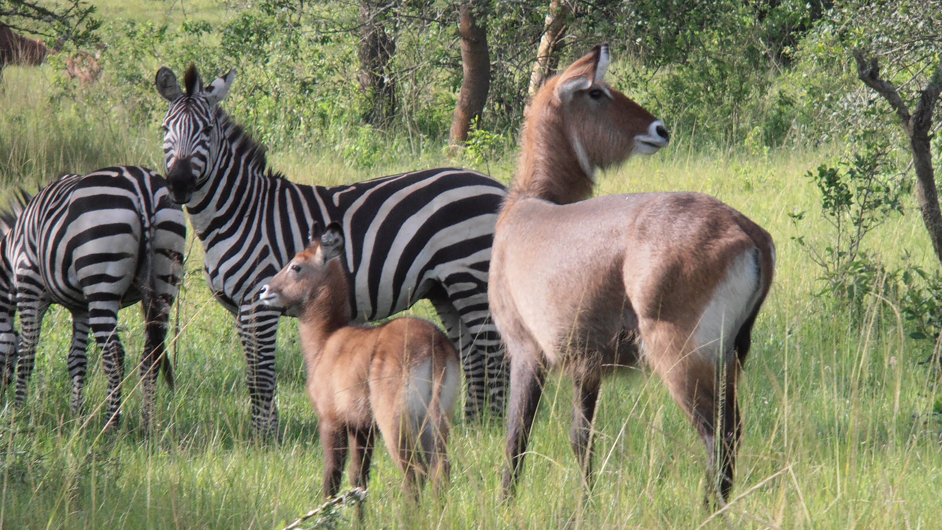lake mburo national park