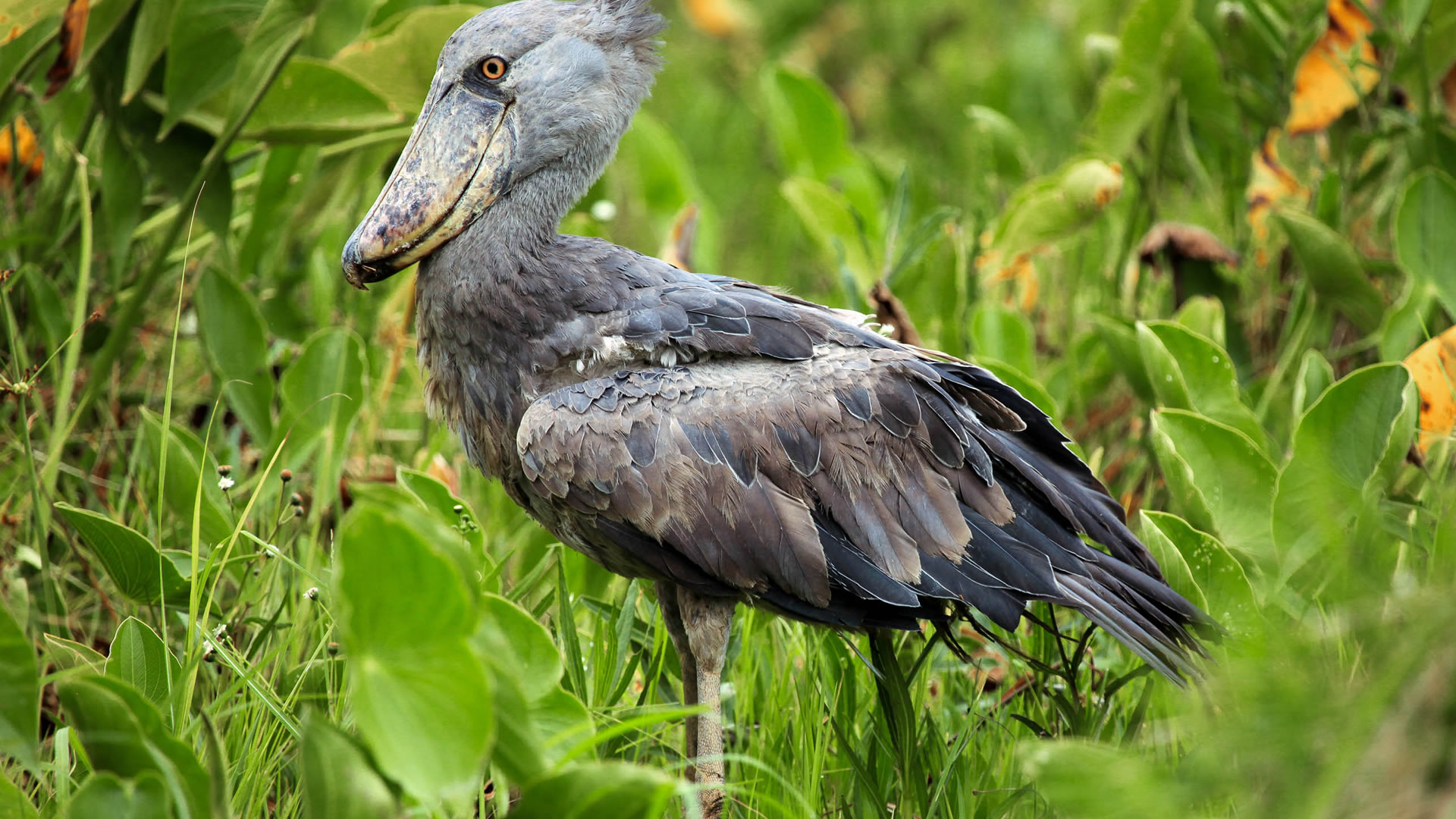 lake mburo national park