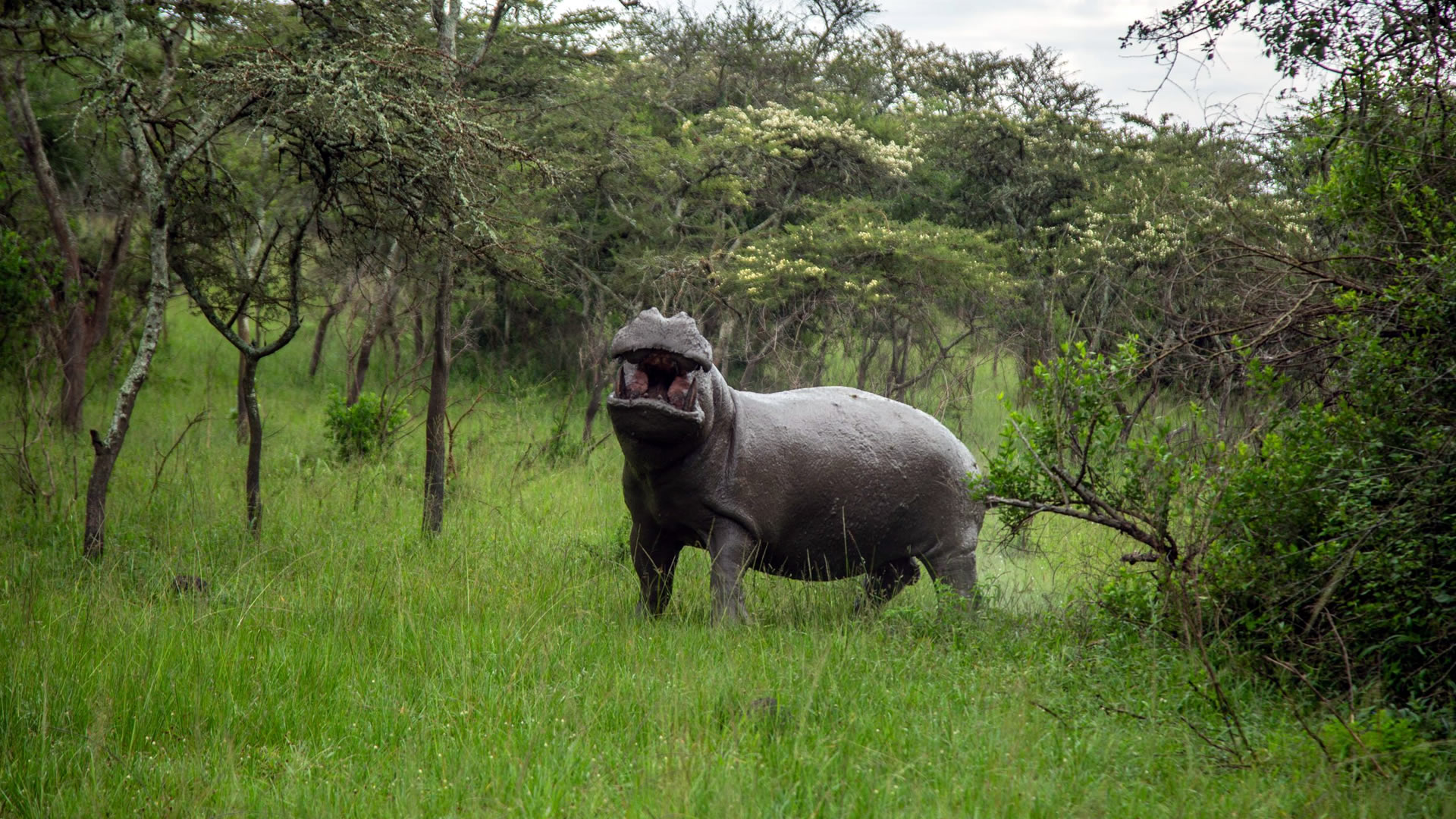 lake mburo national park