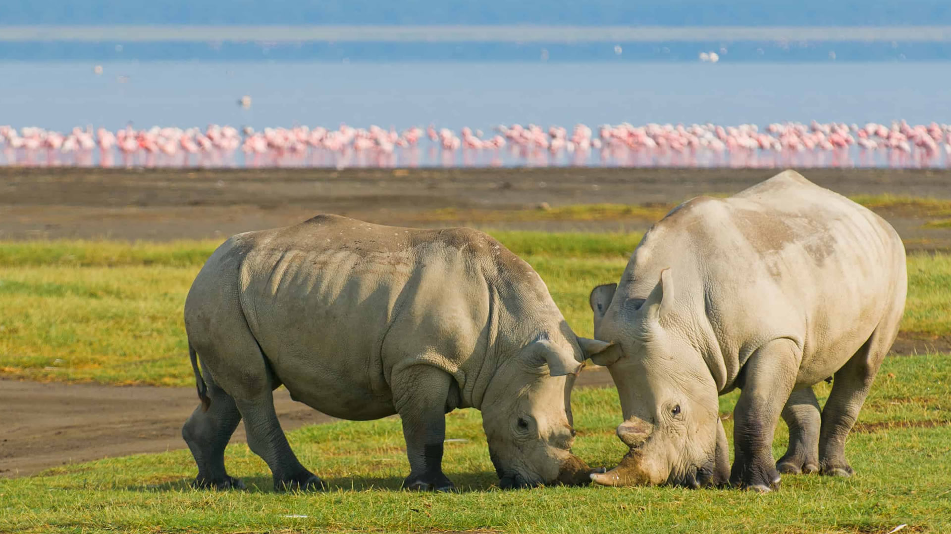 lake nakuru national park