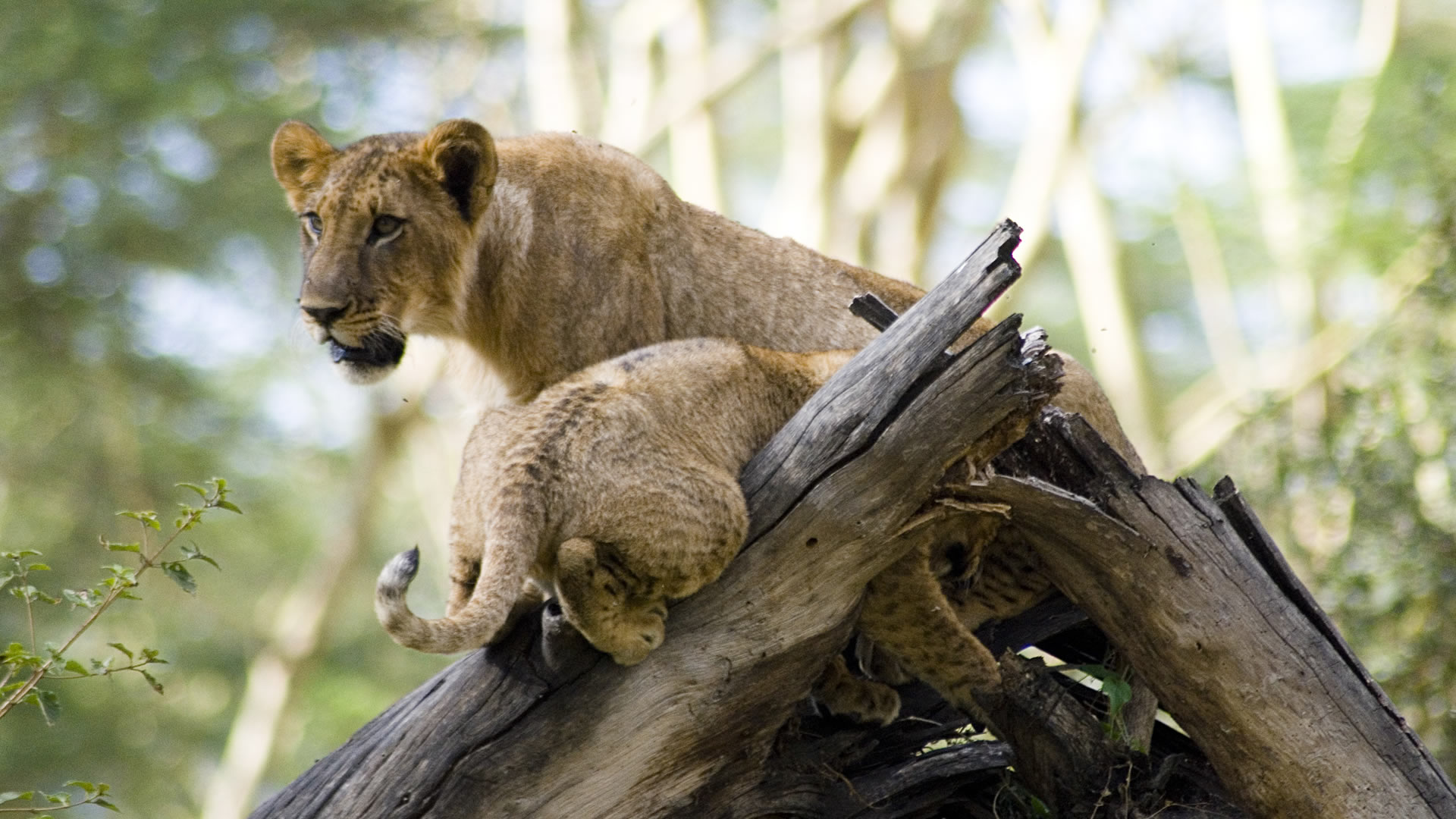lake nakuru national park