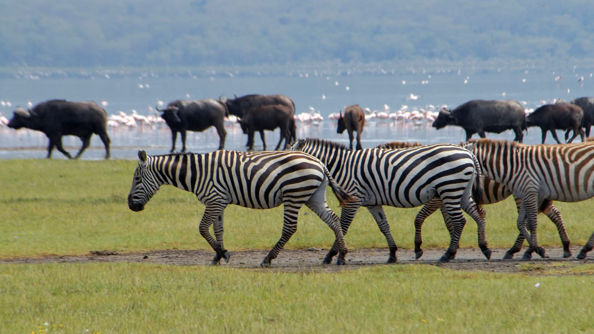 lake nakuru national park