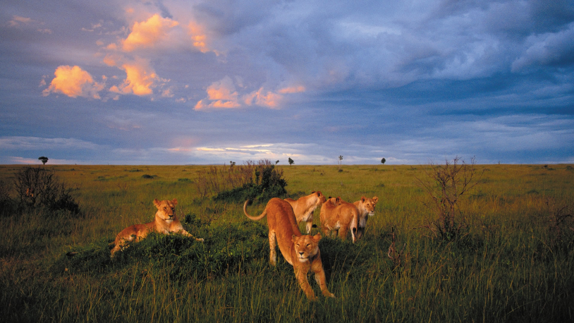 Lion pride in Maasai mara game reserve