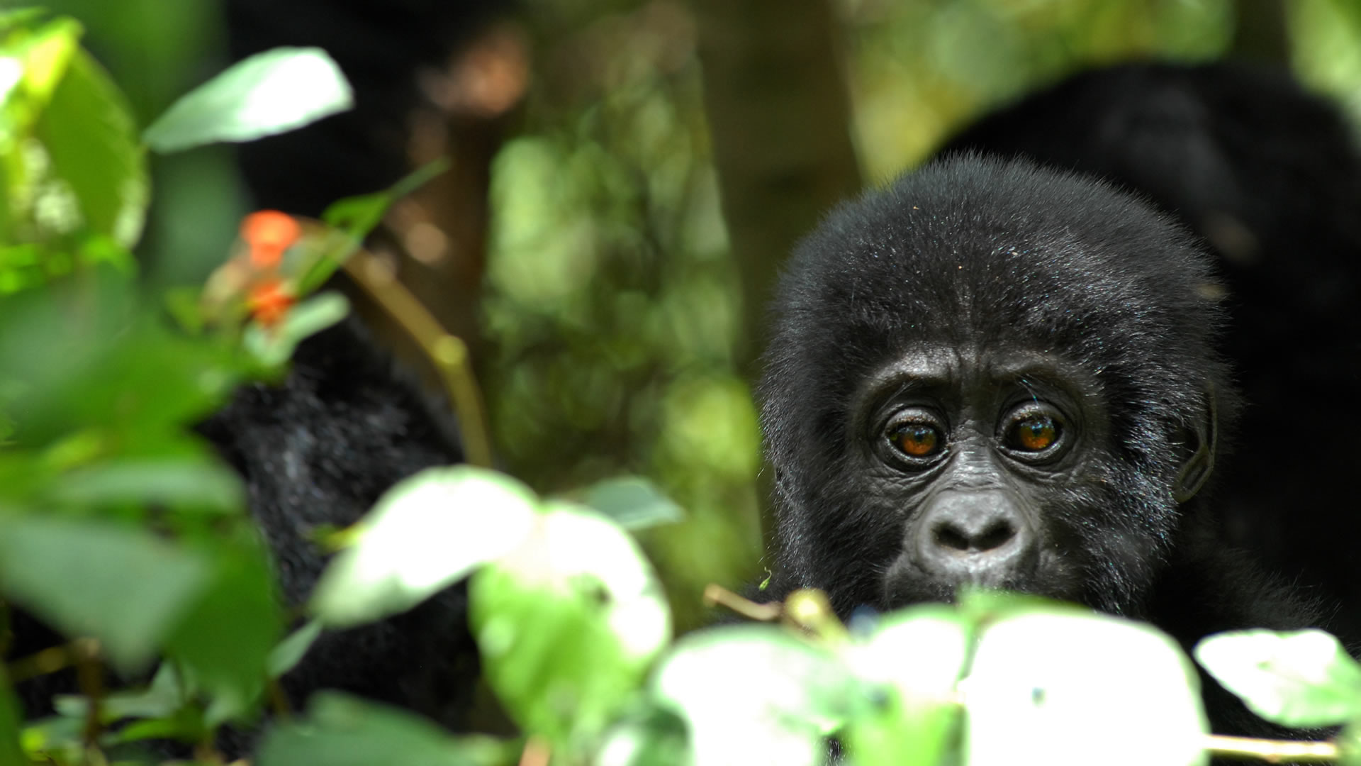 mgahinga gorilla national park