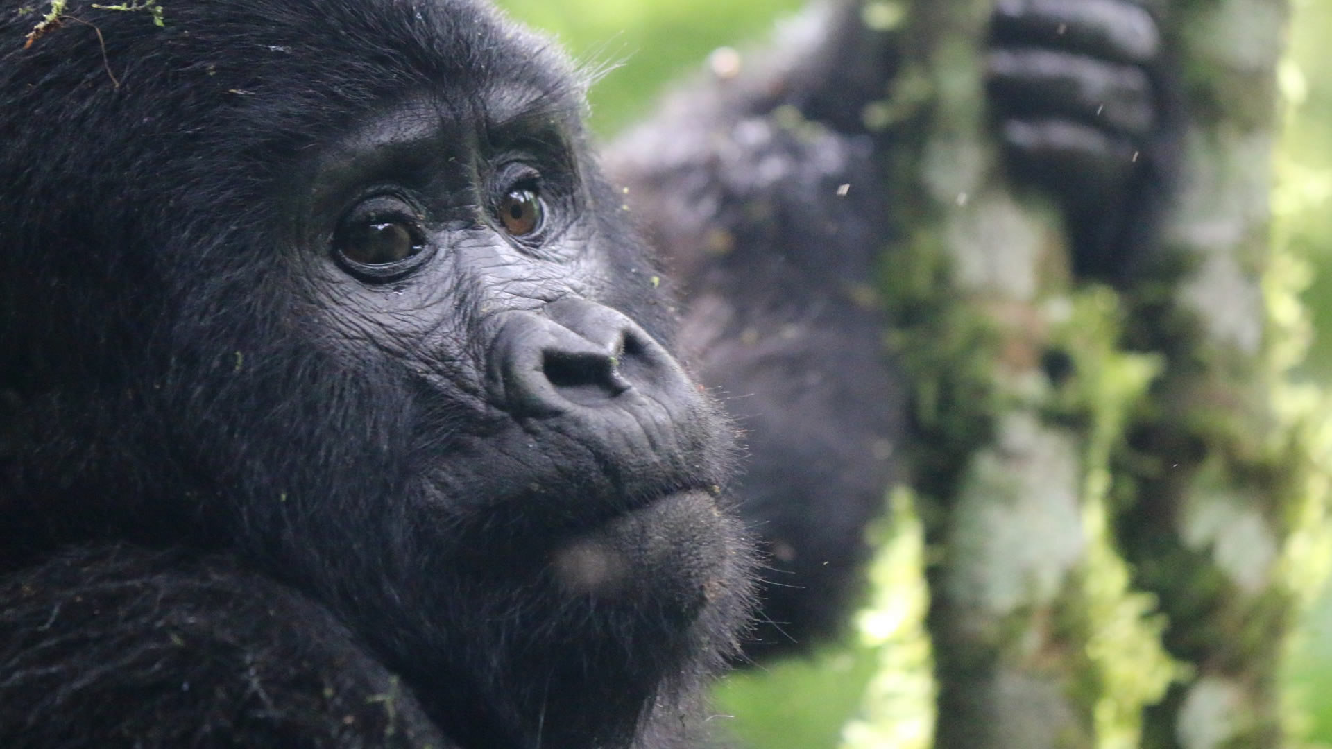 mgahinga gorilla national park