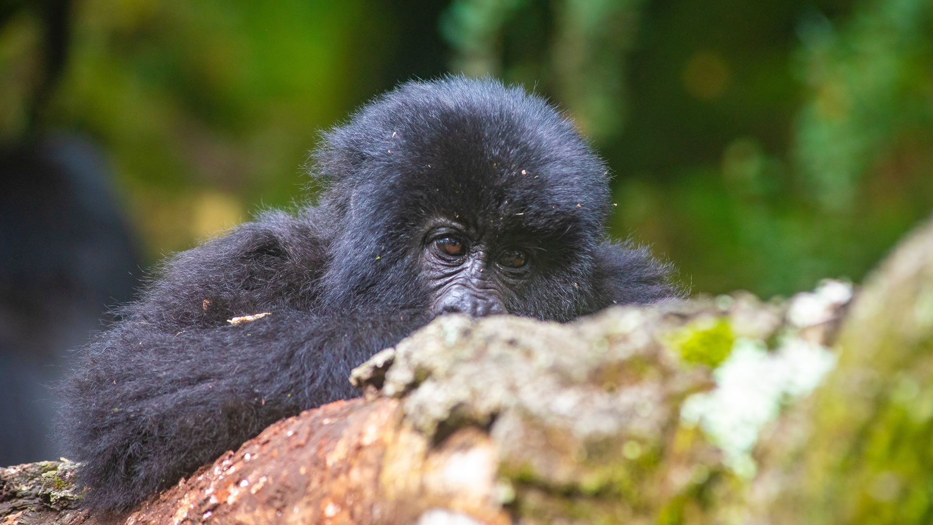 mgahinga gorilla national park
