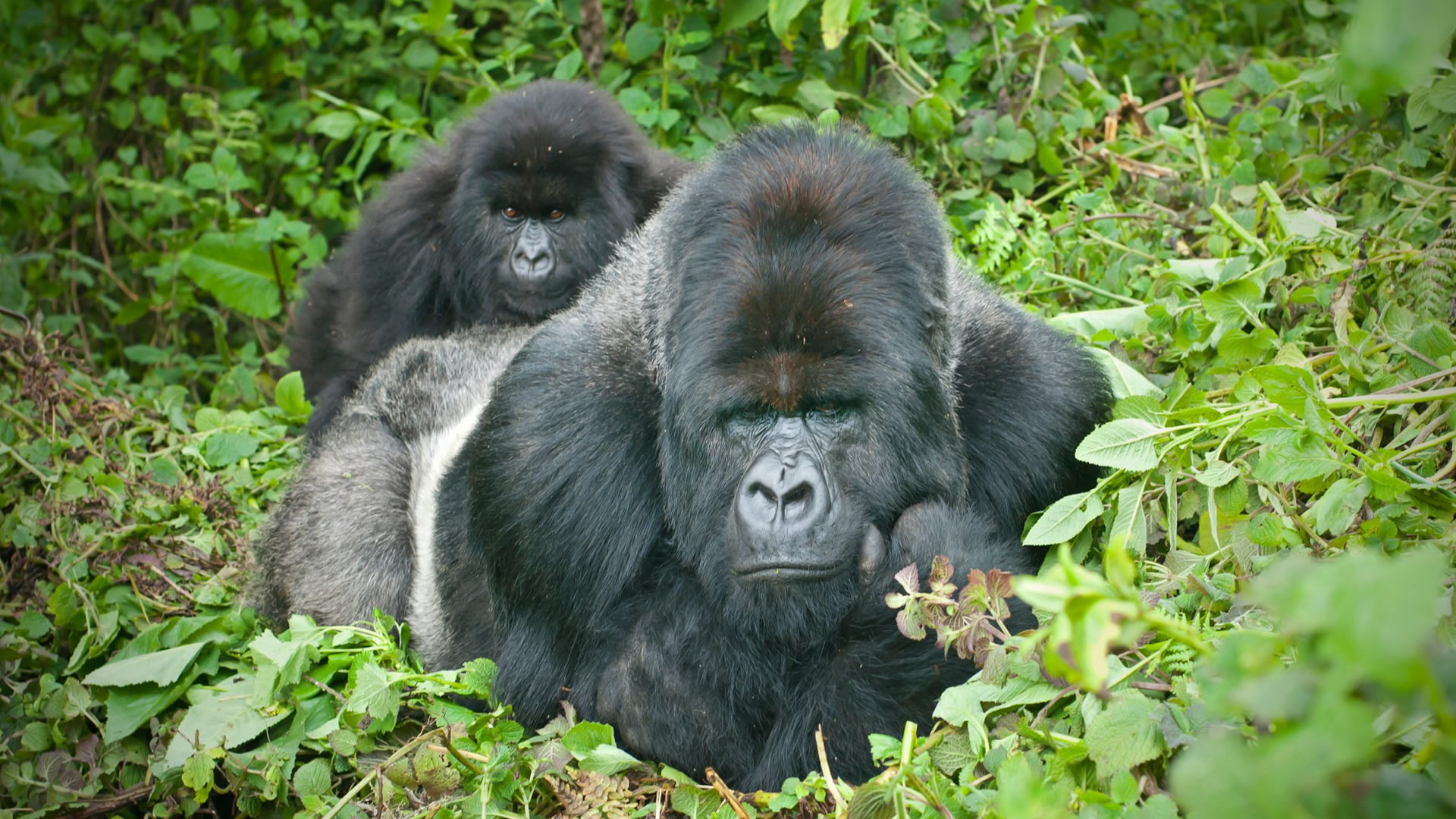 mgahinga gorilla national park