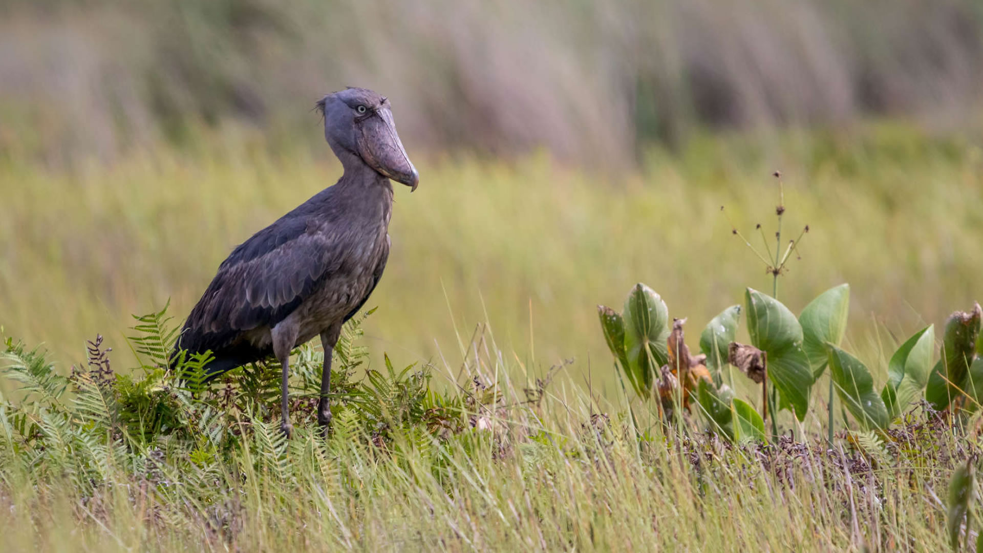 mgahinga gorilla national park