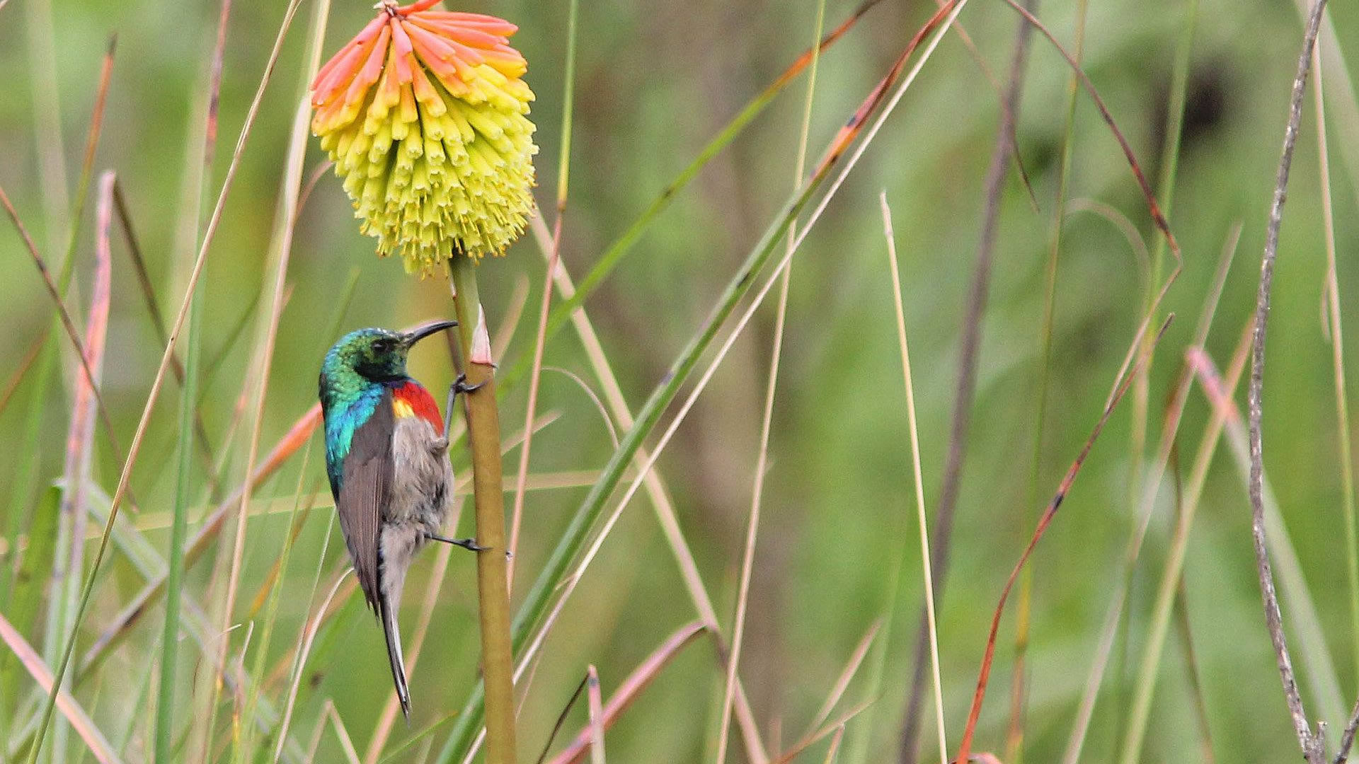mgahinga gorilla national park