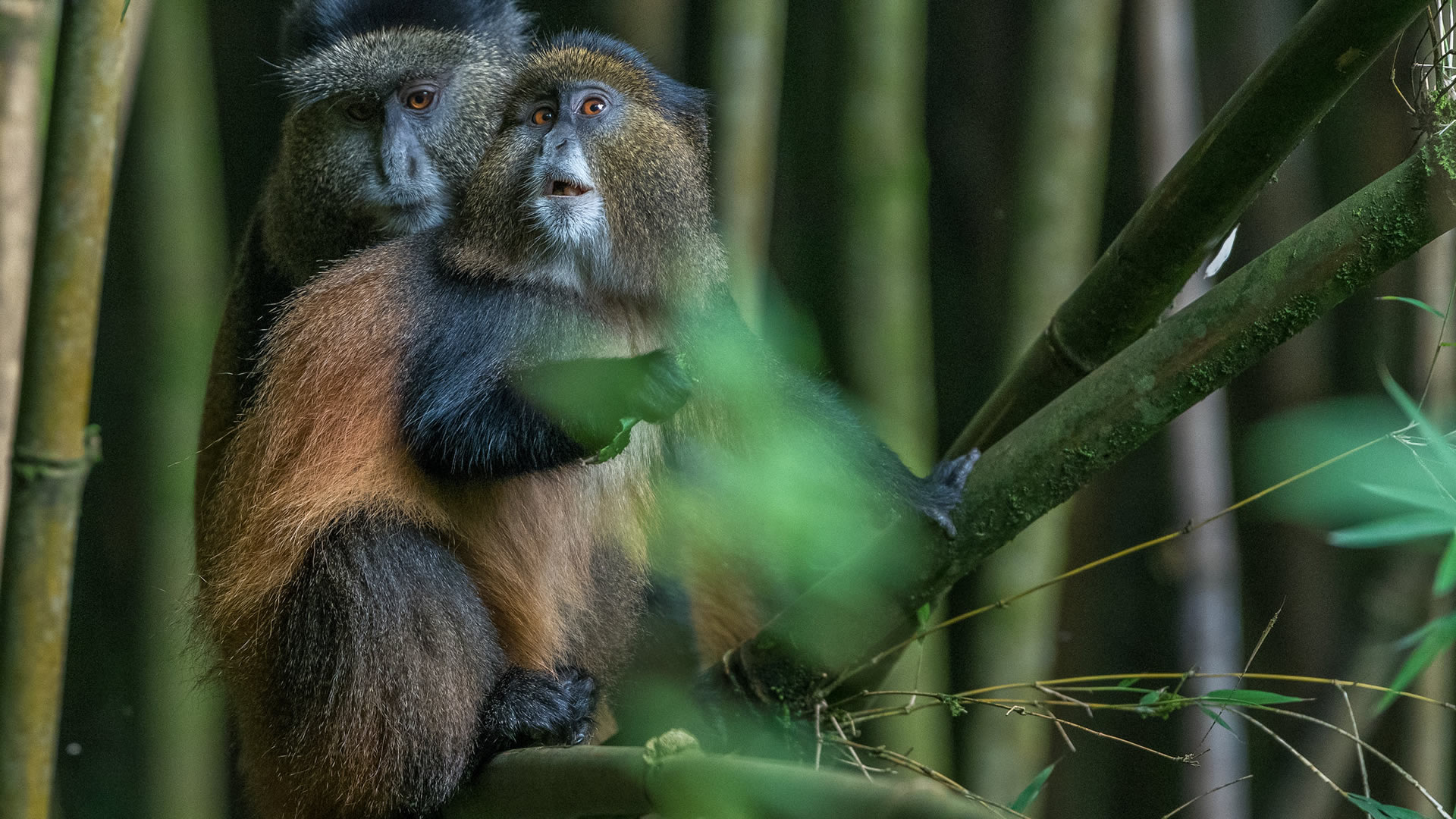 mgahinga gorilla national park