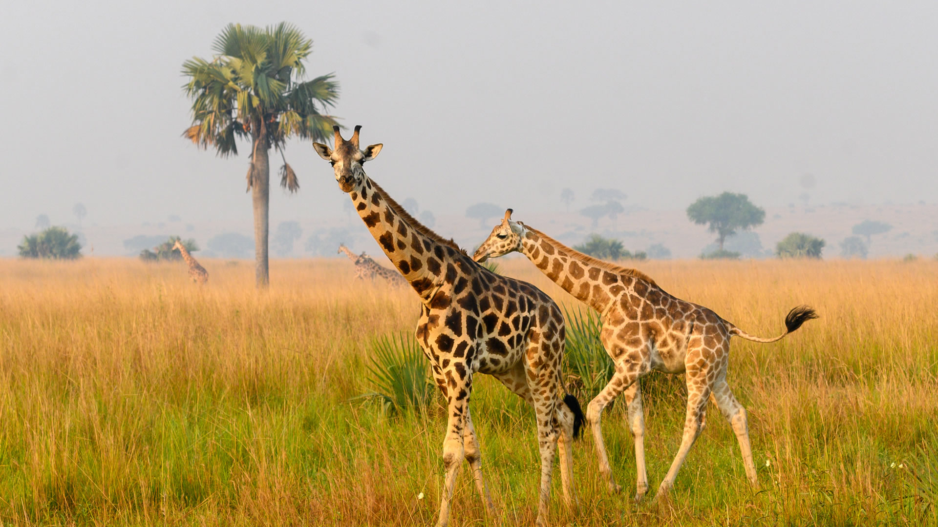 murchison falls national park