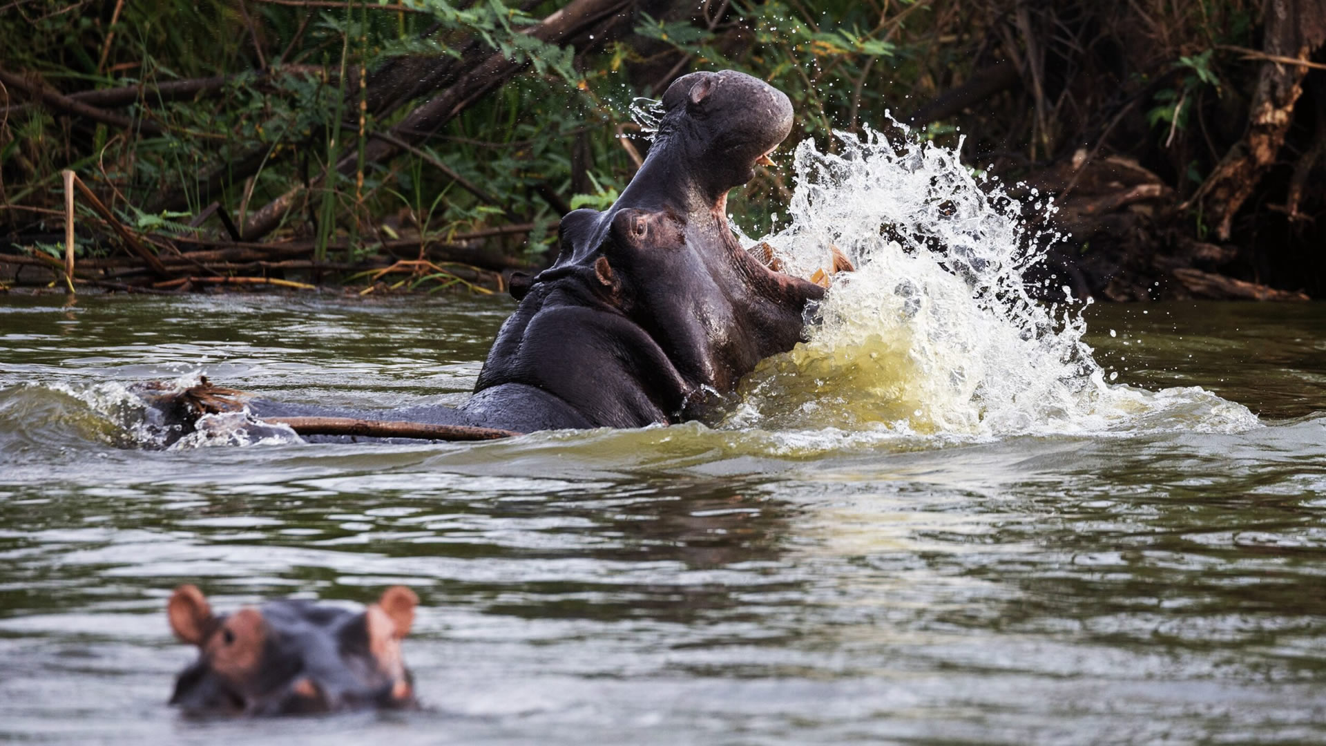 murchison falls national park