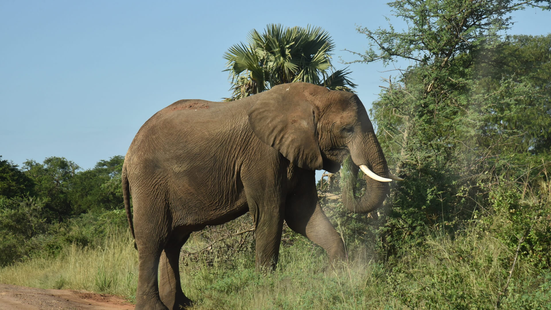 murchison falls national park
