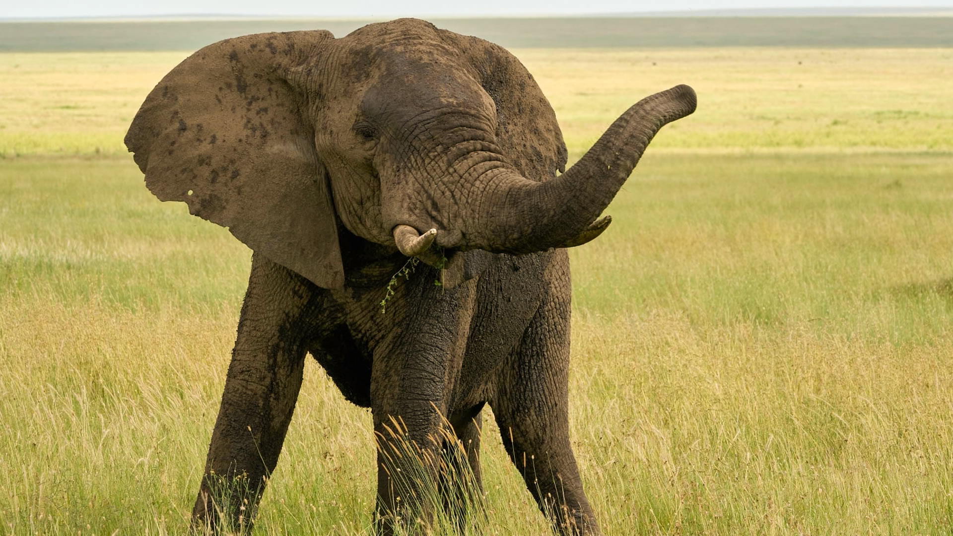 nyerere national park nyerere national park