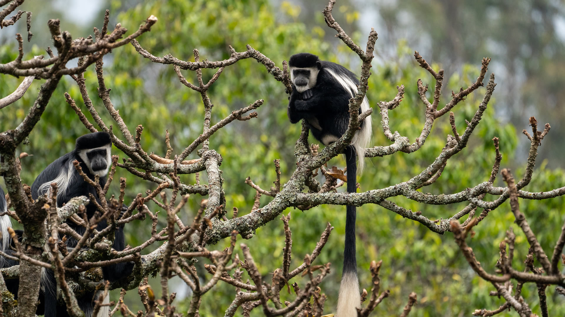 nyungwe forest national park