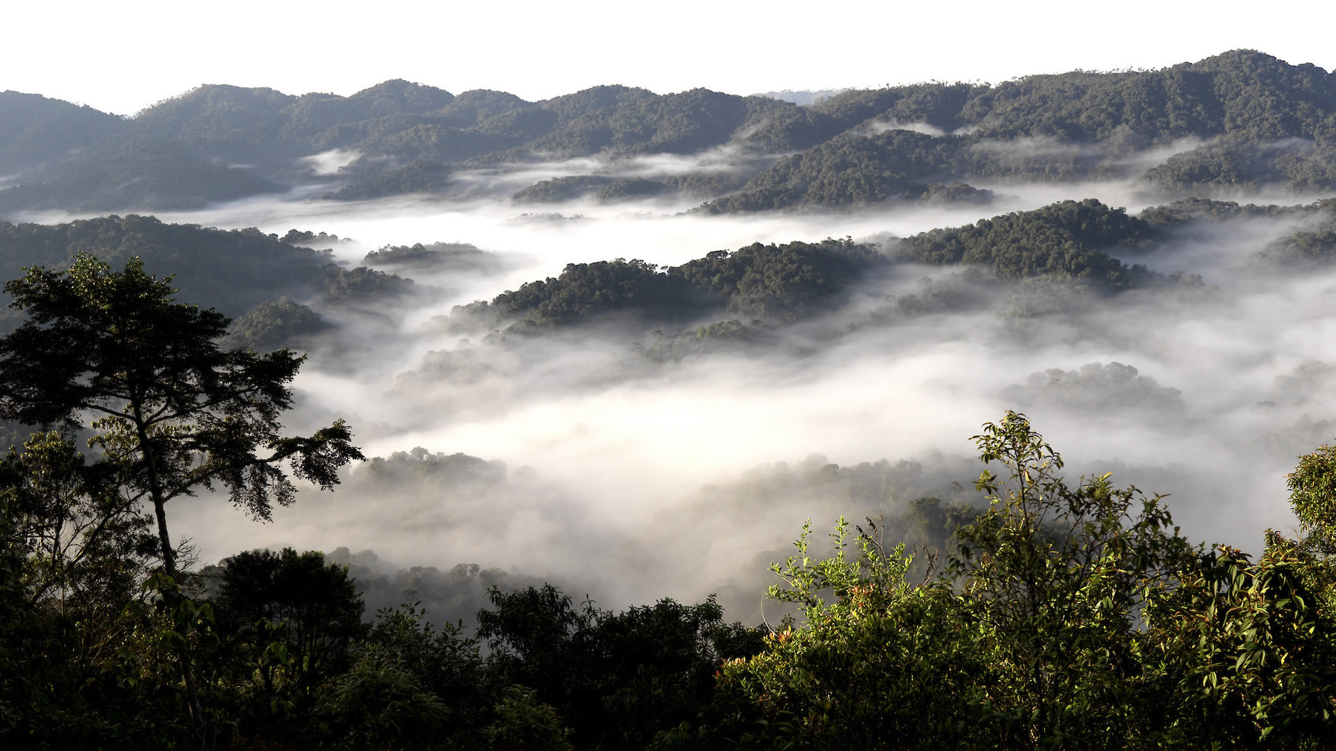 nyungwe forest national park