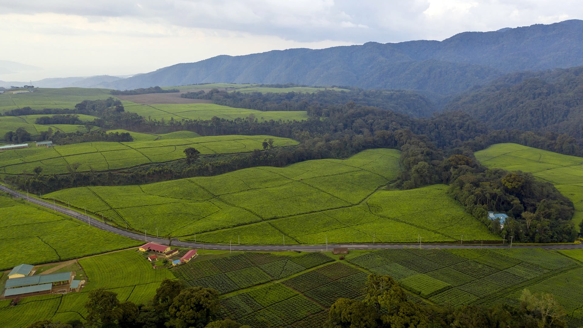 nyungwe forest national park