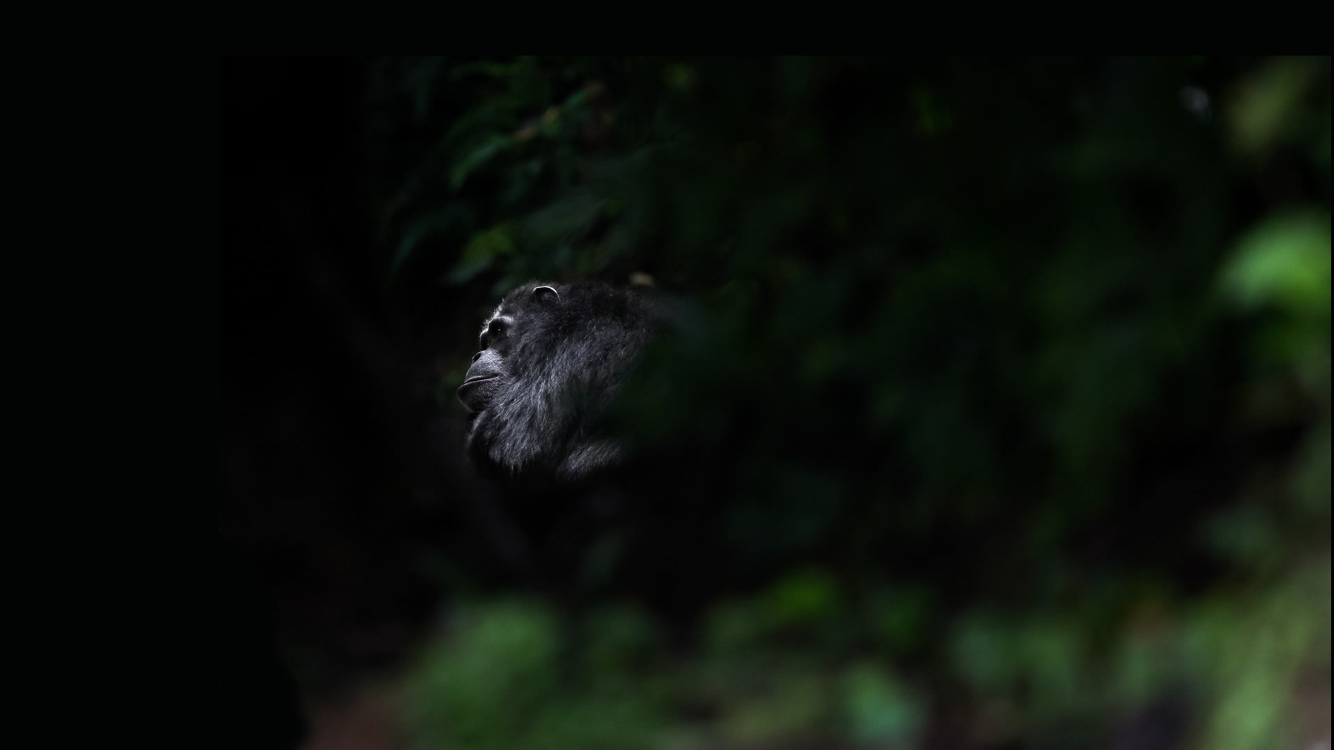 nyungwe forest national park