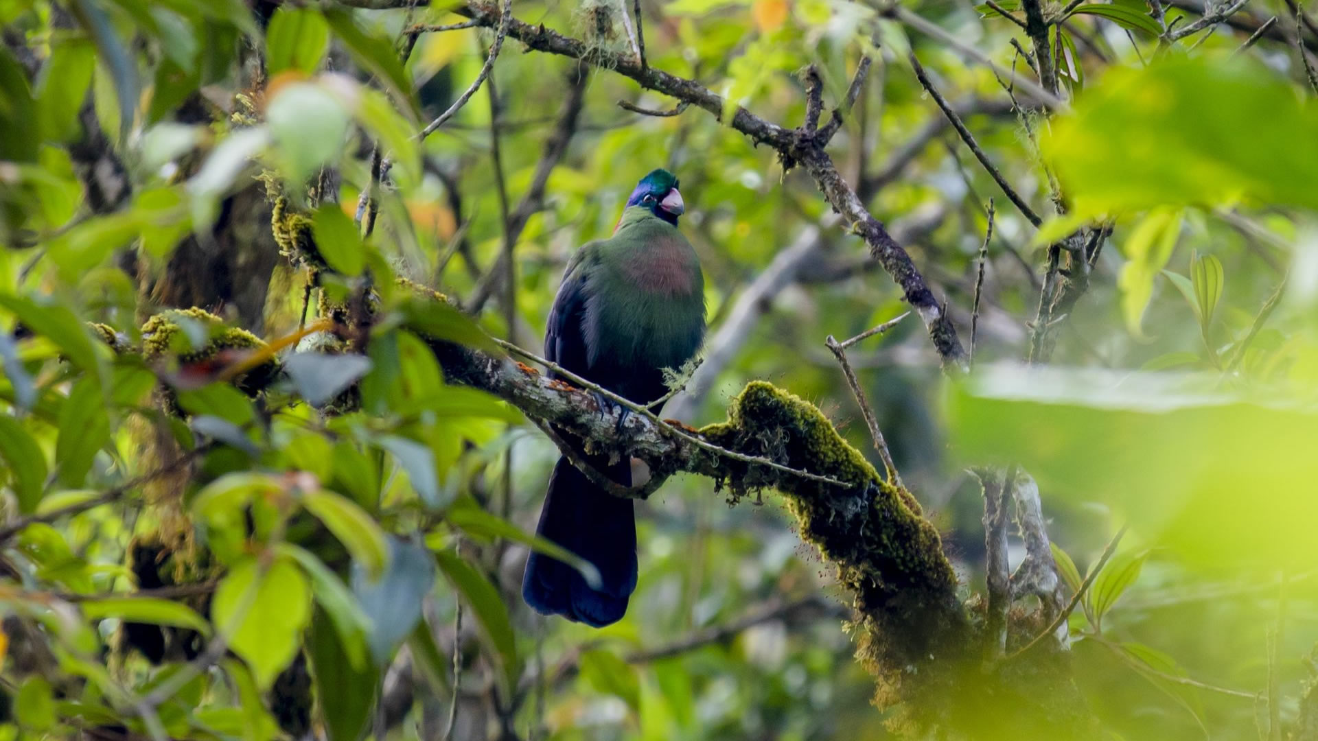 nyungwe forest national park