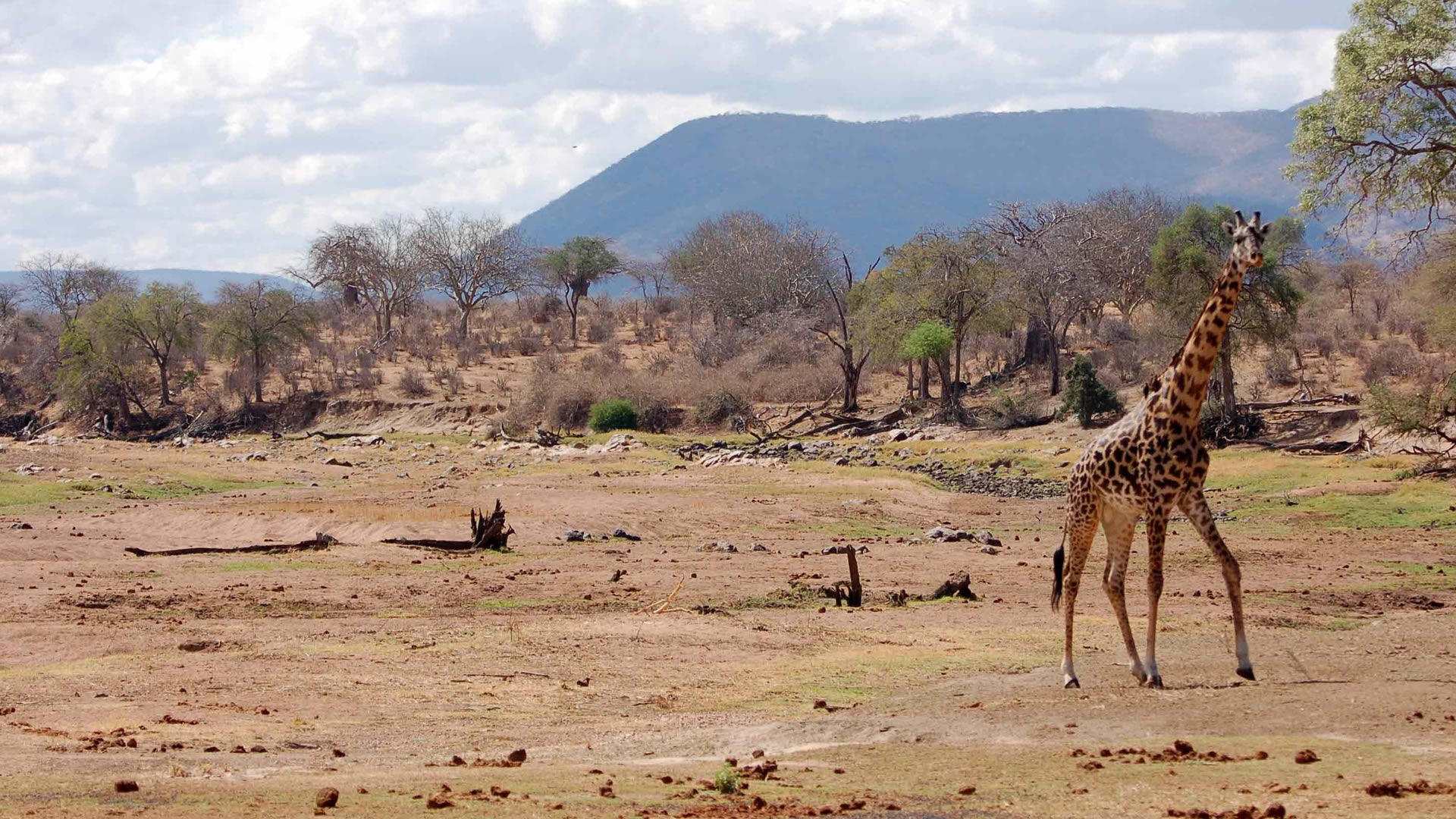 ruaha national park