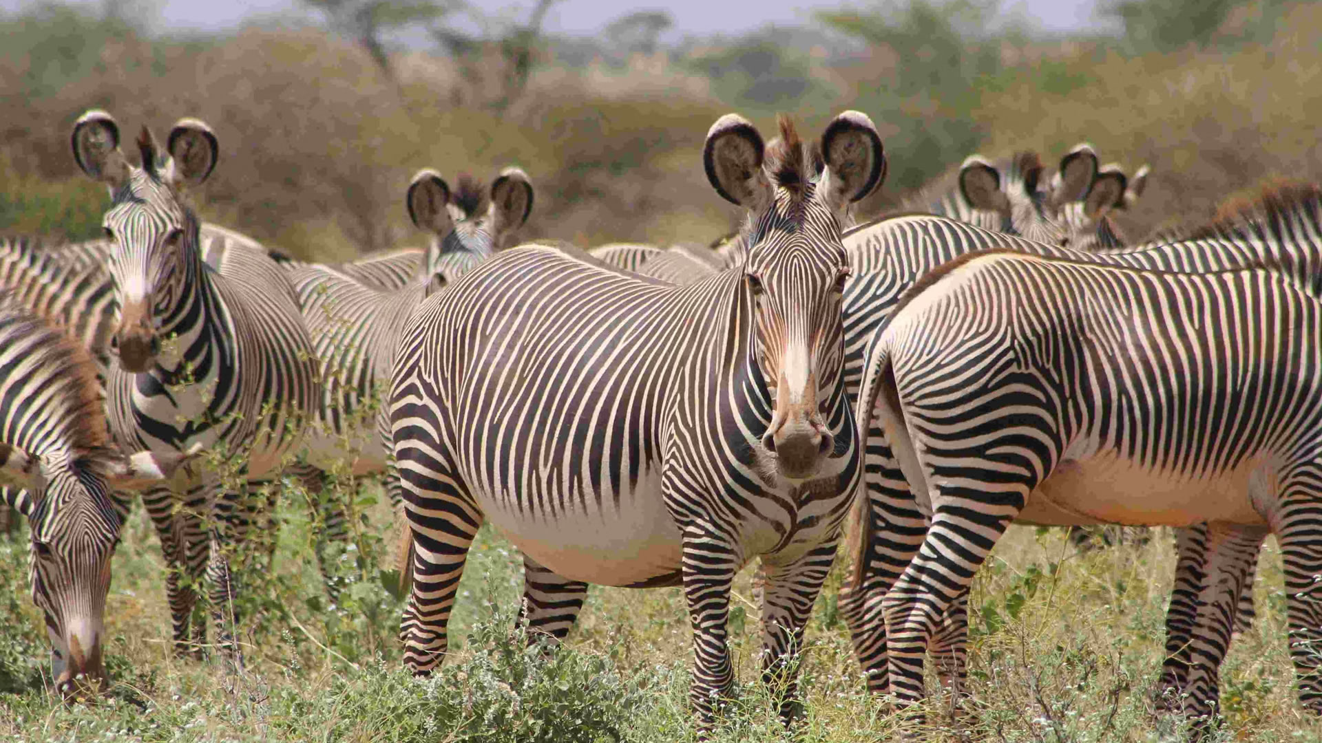 samburu national reserve