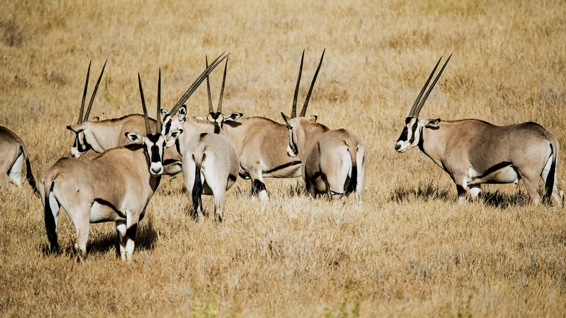 samburu national reserve