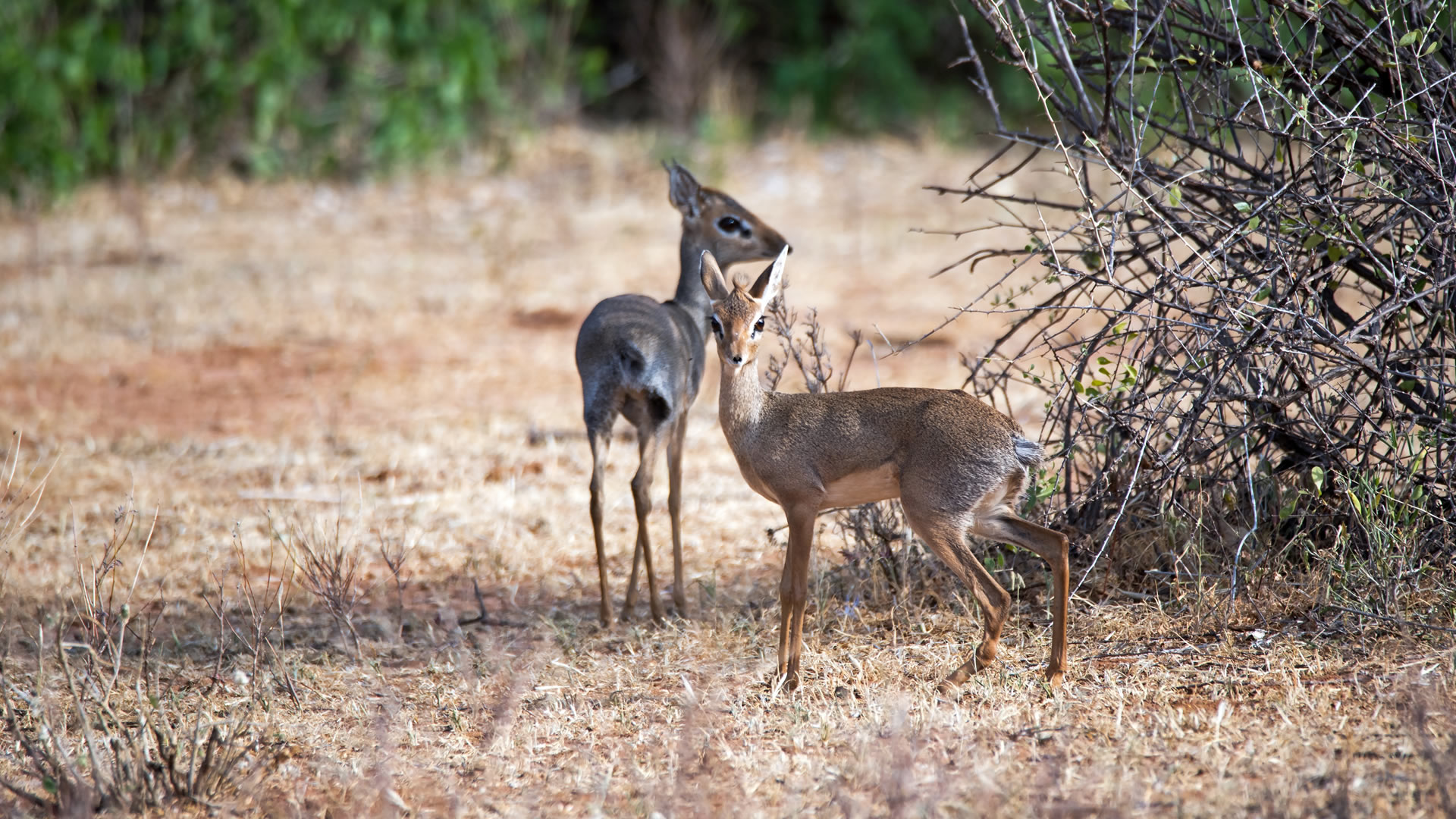 samburu national reserve