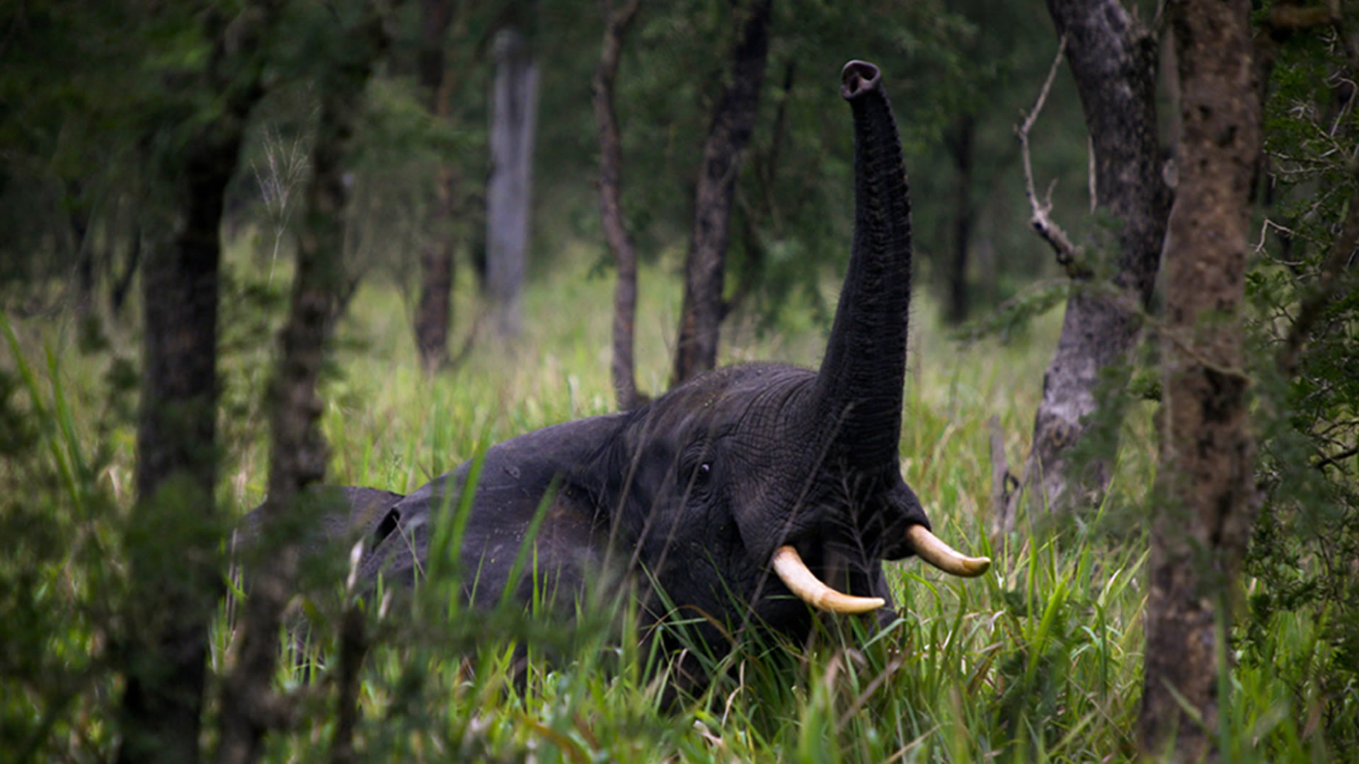semuliki national park