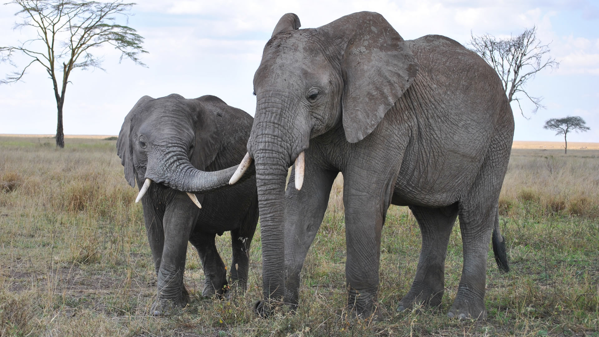 serengeti national park