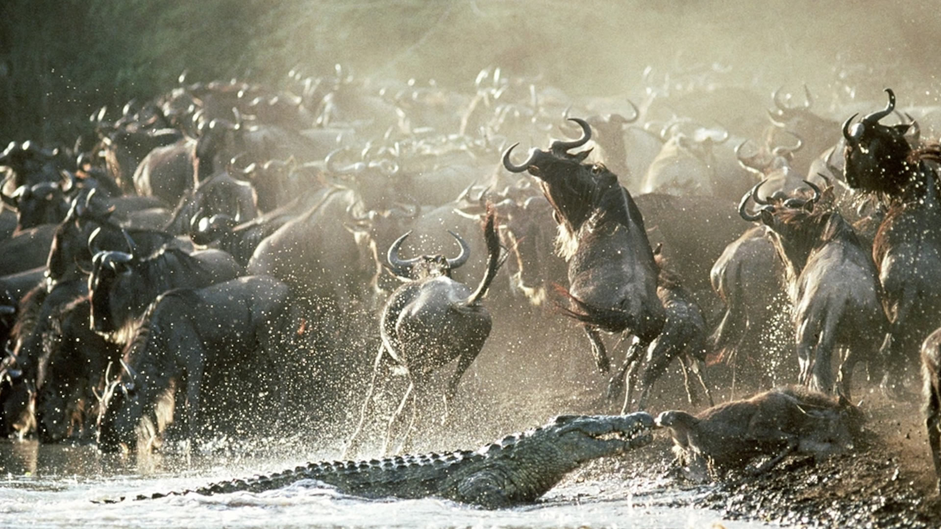 serengeti national park