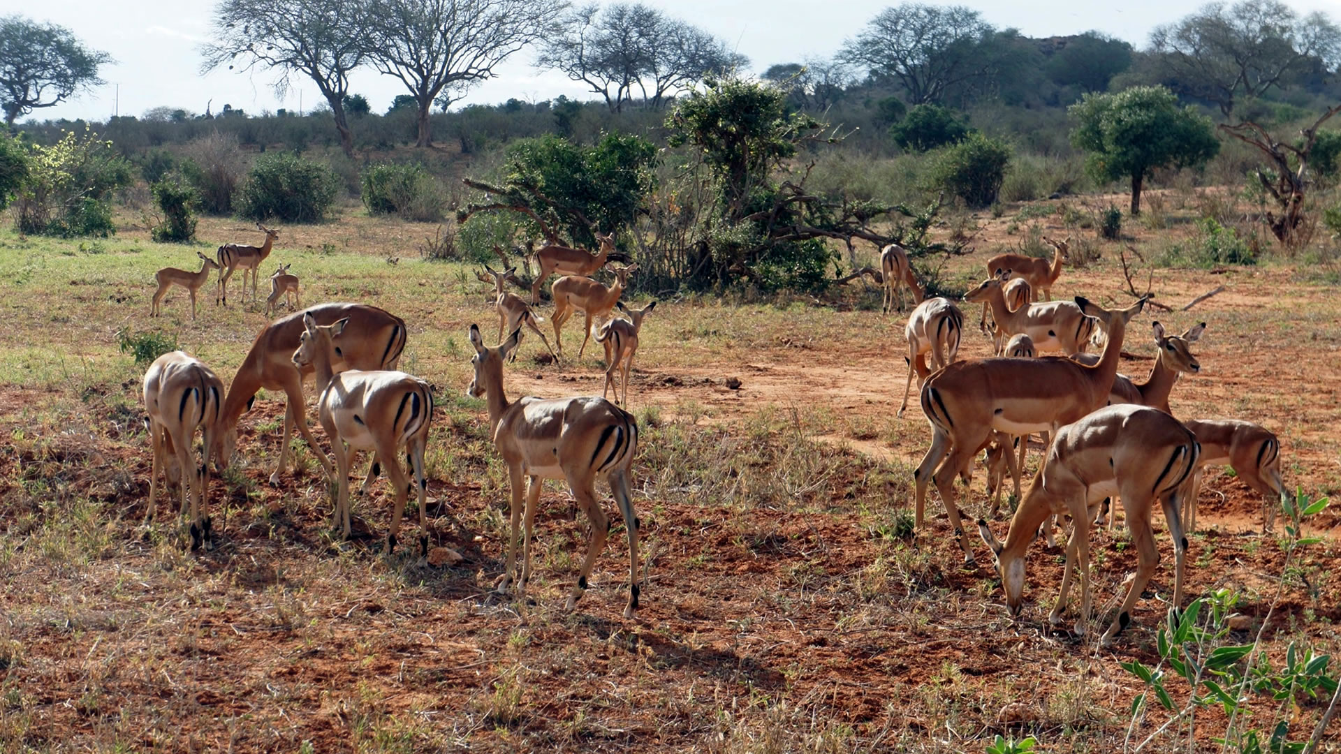 tsavo east national park