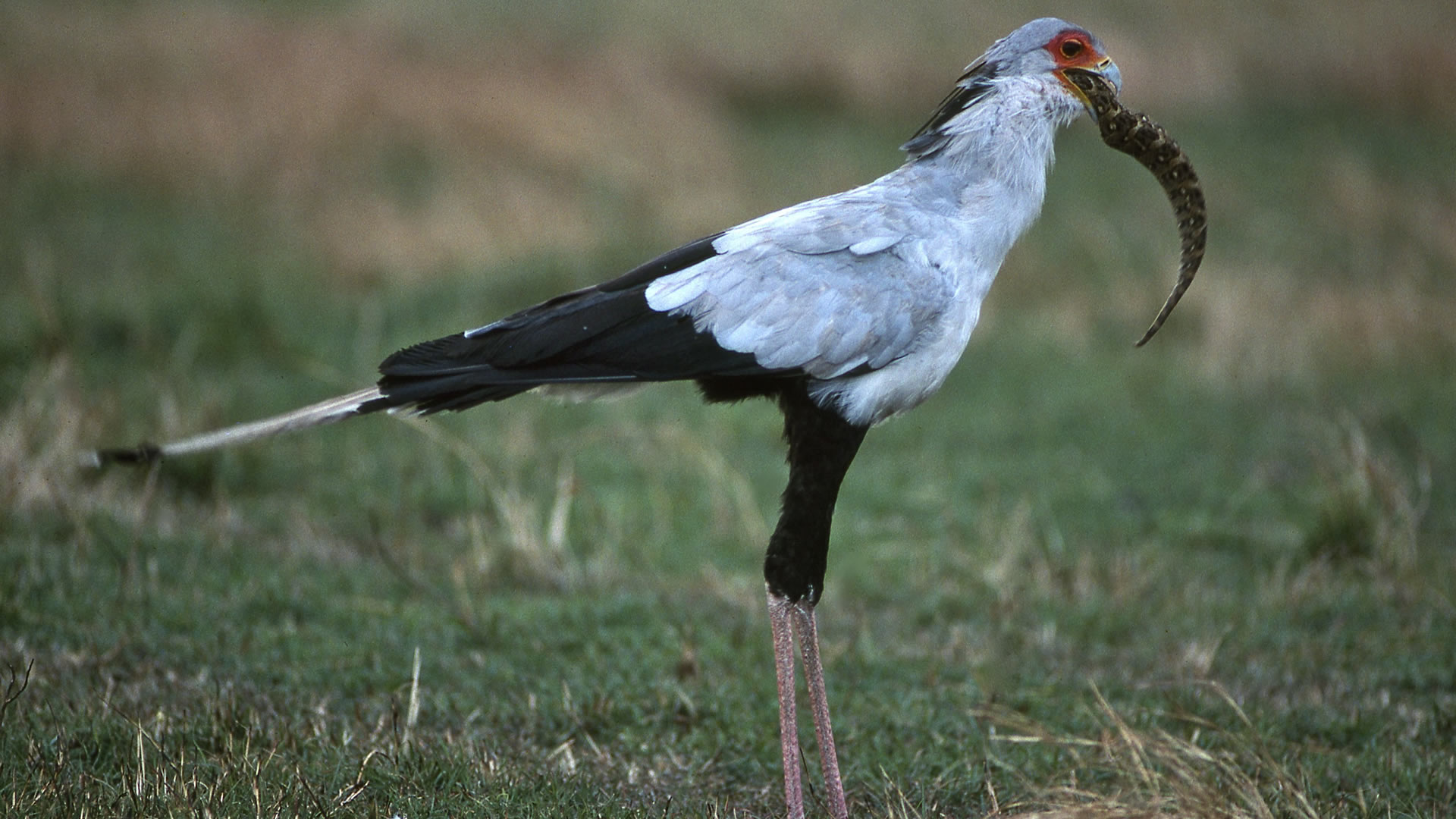 tsavo east national park