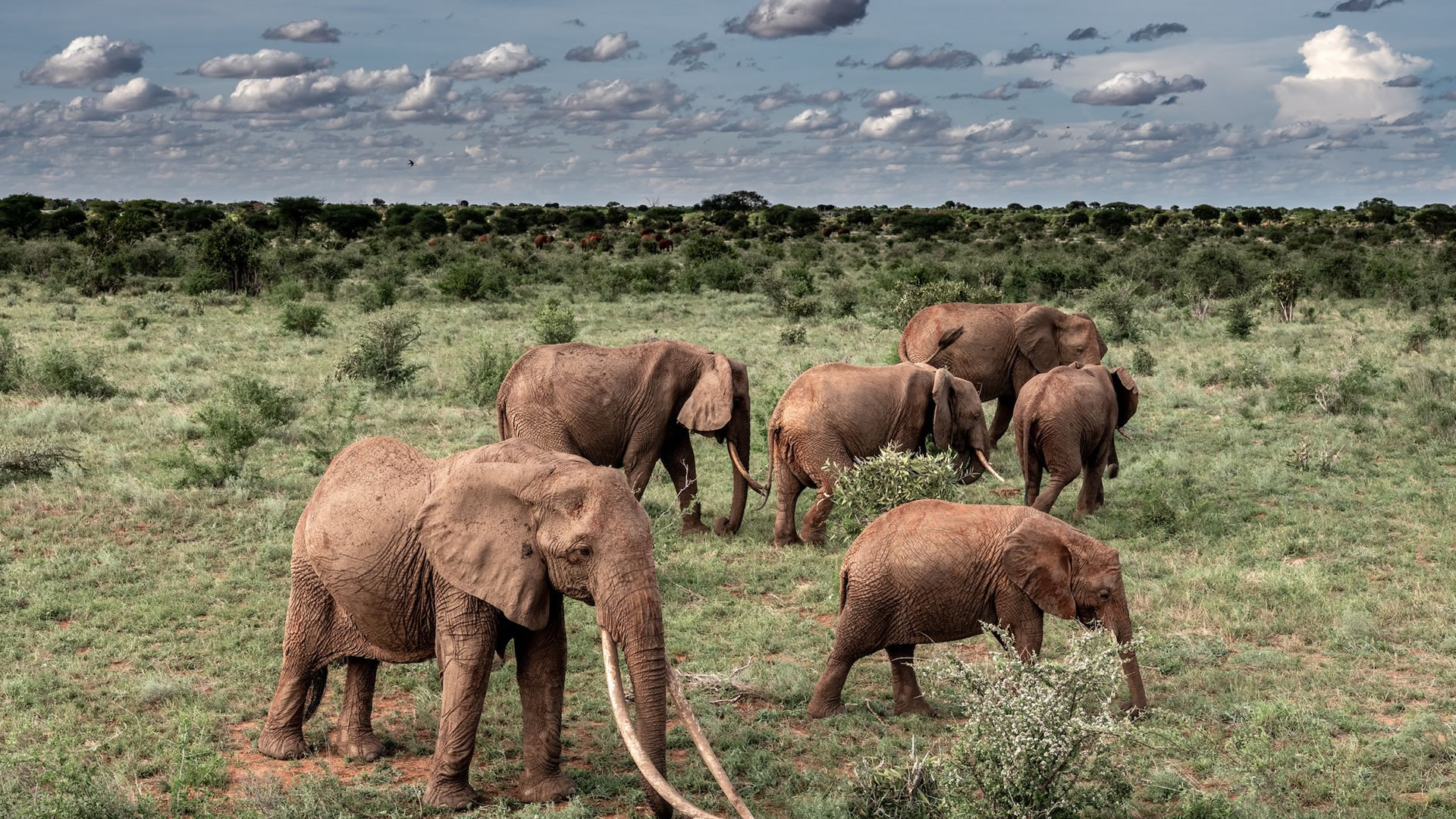 tsavo east national park