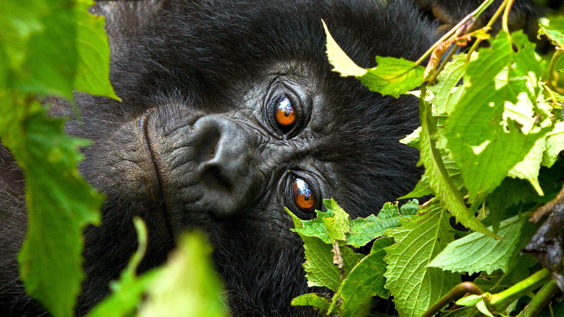volcanoes national park volcanoes national park